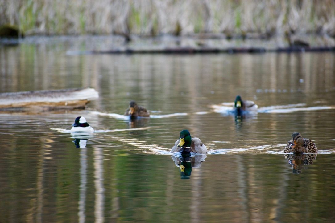 Two male mallards, two female mallards, and one bufflehead duck swim in formation along a pond.