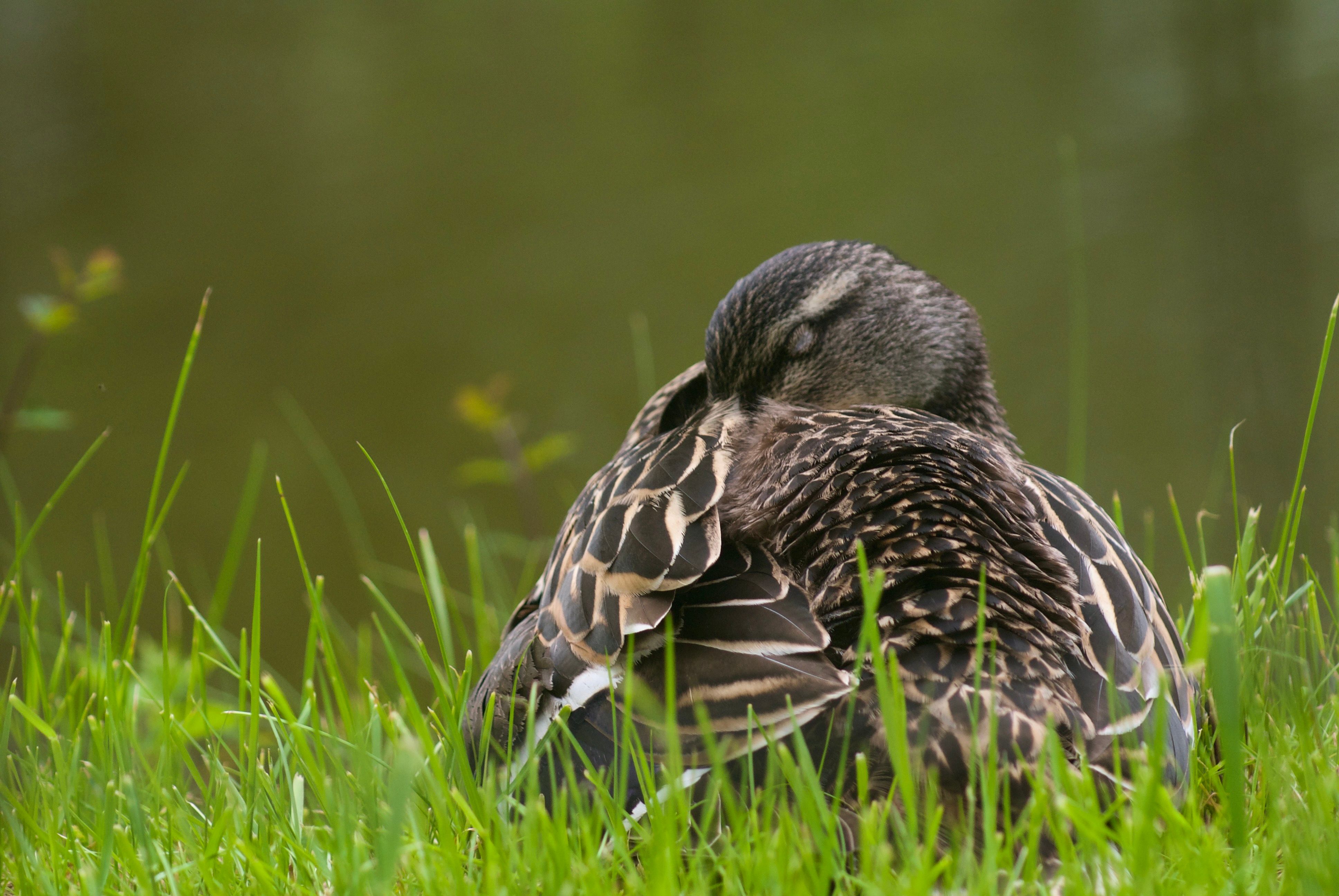 A duck sits nestled in grass. Its feathers are dark with white markings, and its eyes are closed with its wing covering its bill.