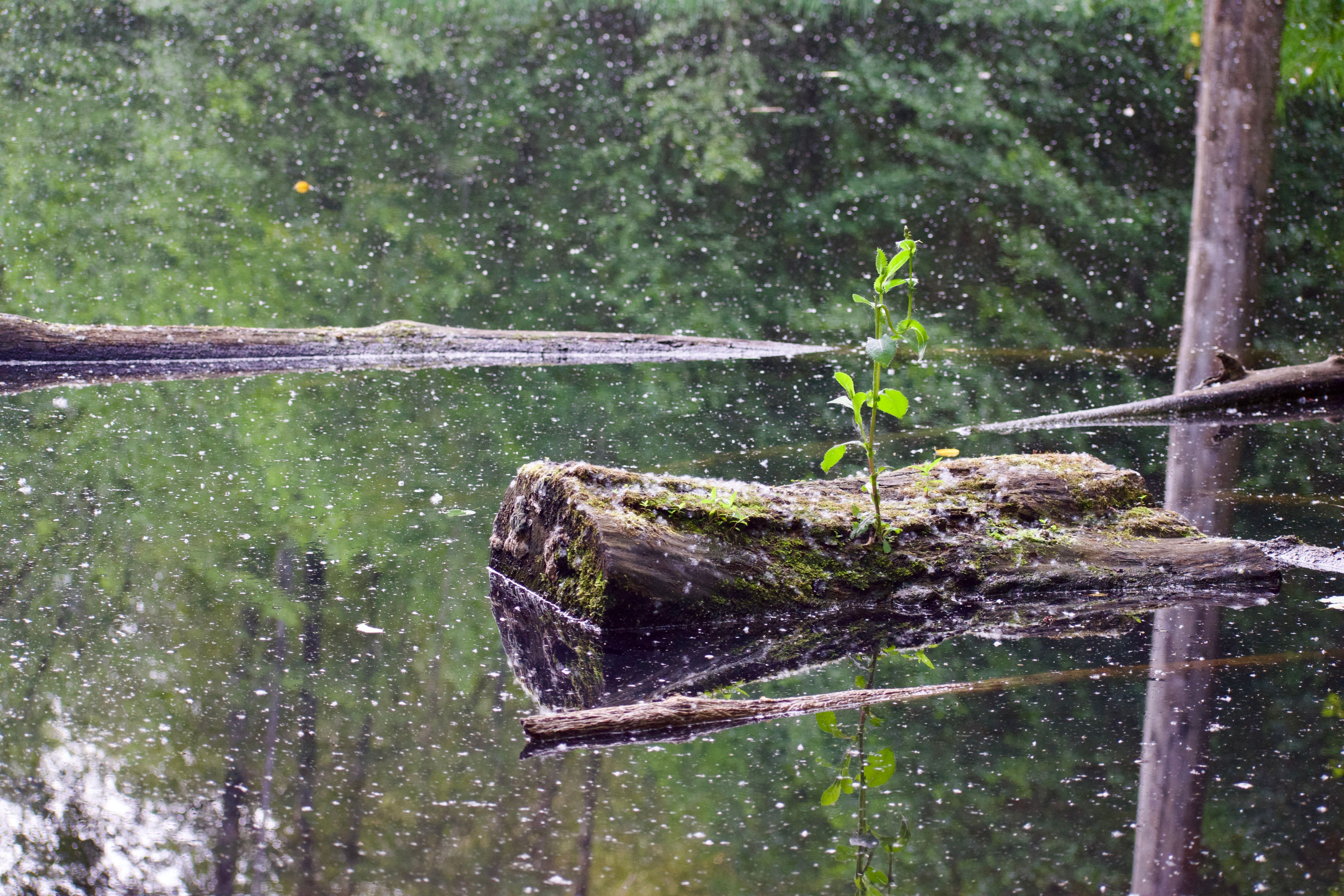 A small plant grows from an old log in a pond