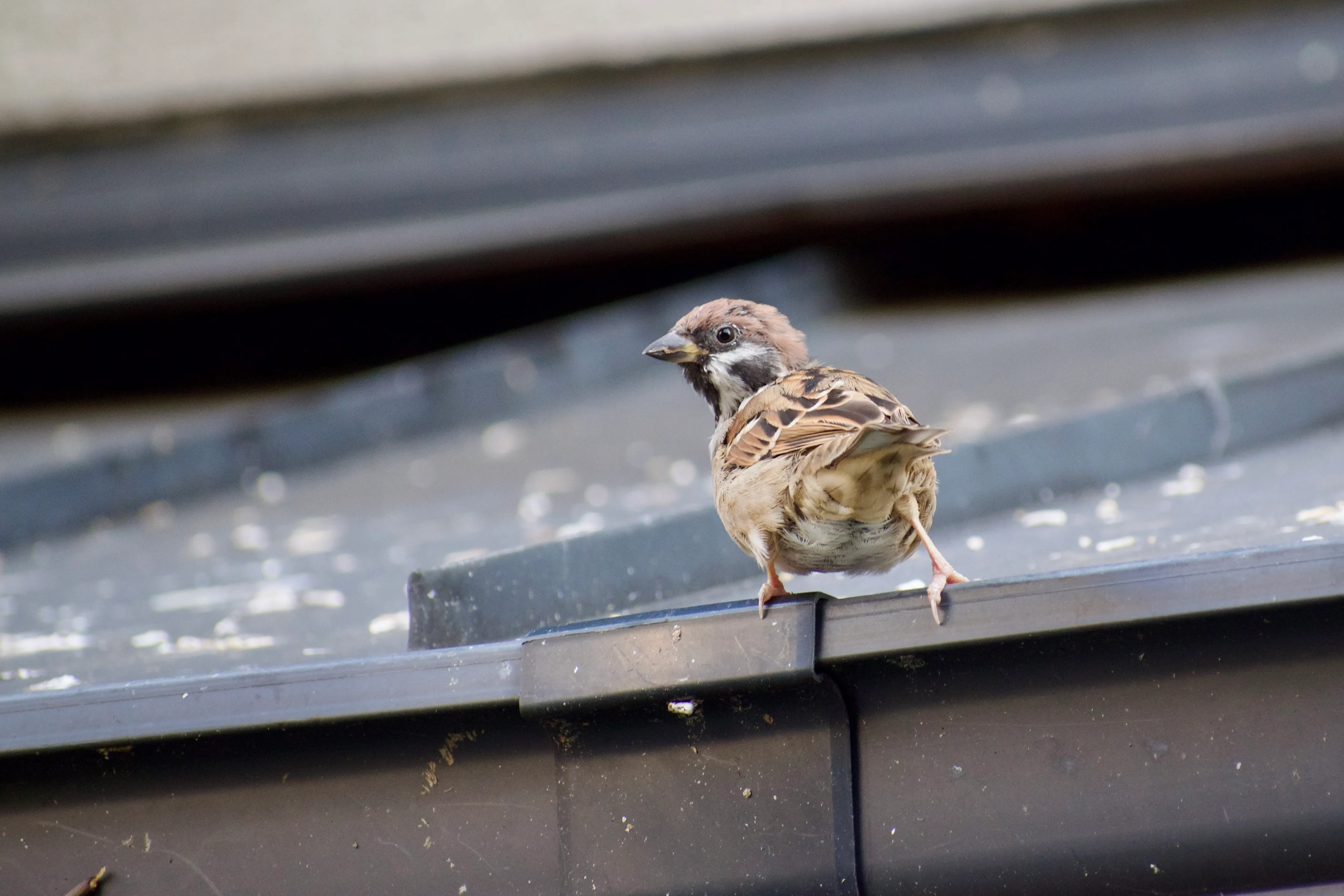 A sparrow standing on the edge of a Japanese roof faces away and to the left