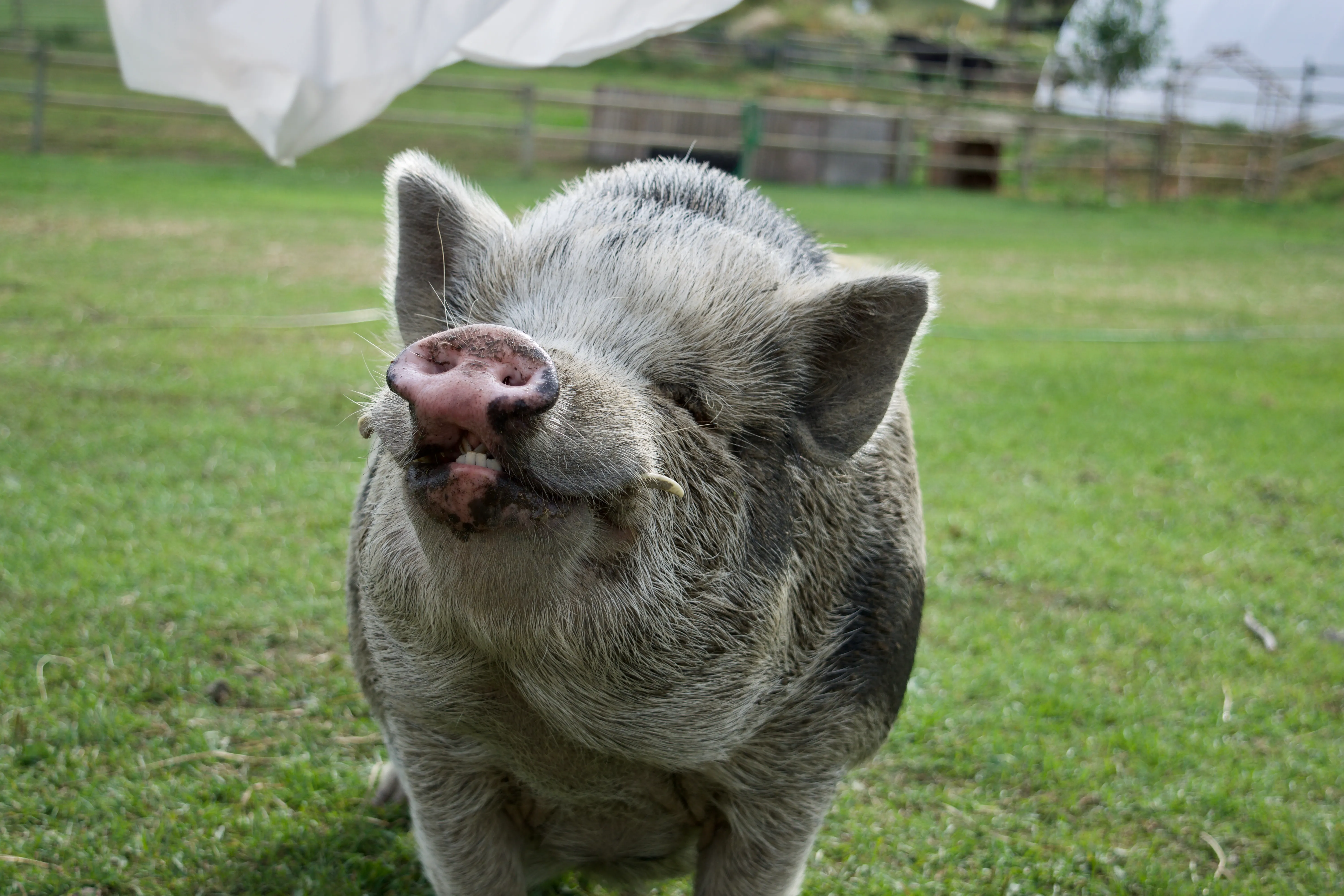 A light grey pig stands in a grassy field, looking directly at the camera with a curious expression.
