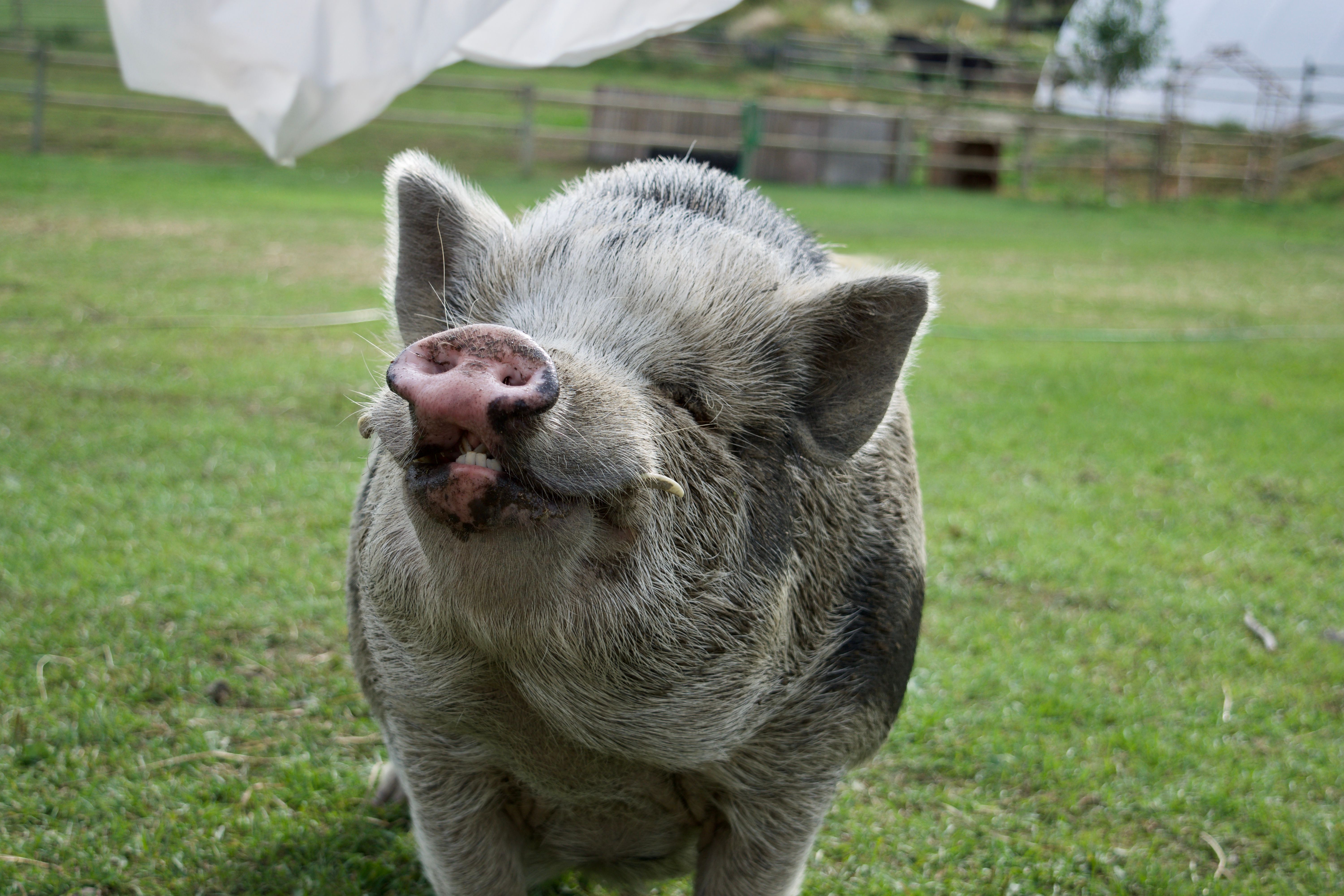 A light grey pig stands in a grassy field, looking directly at the camera with a curious expression.