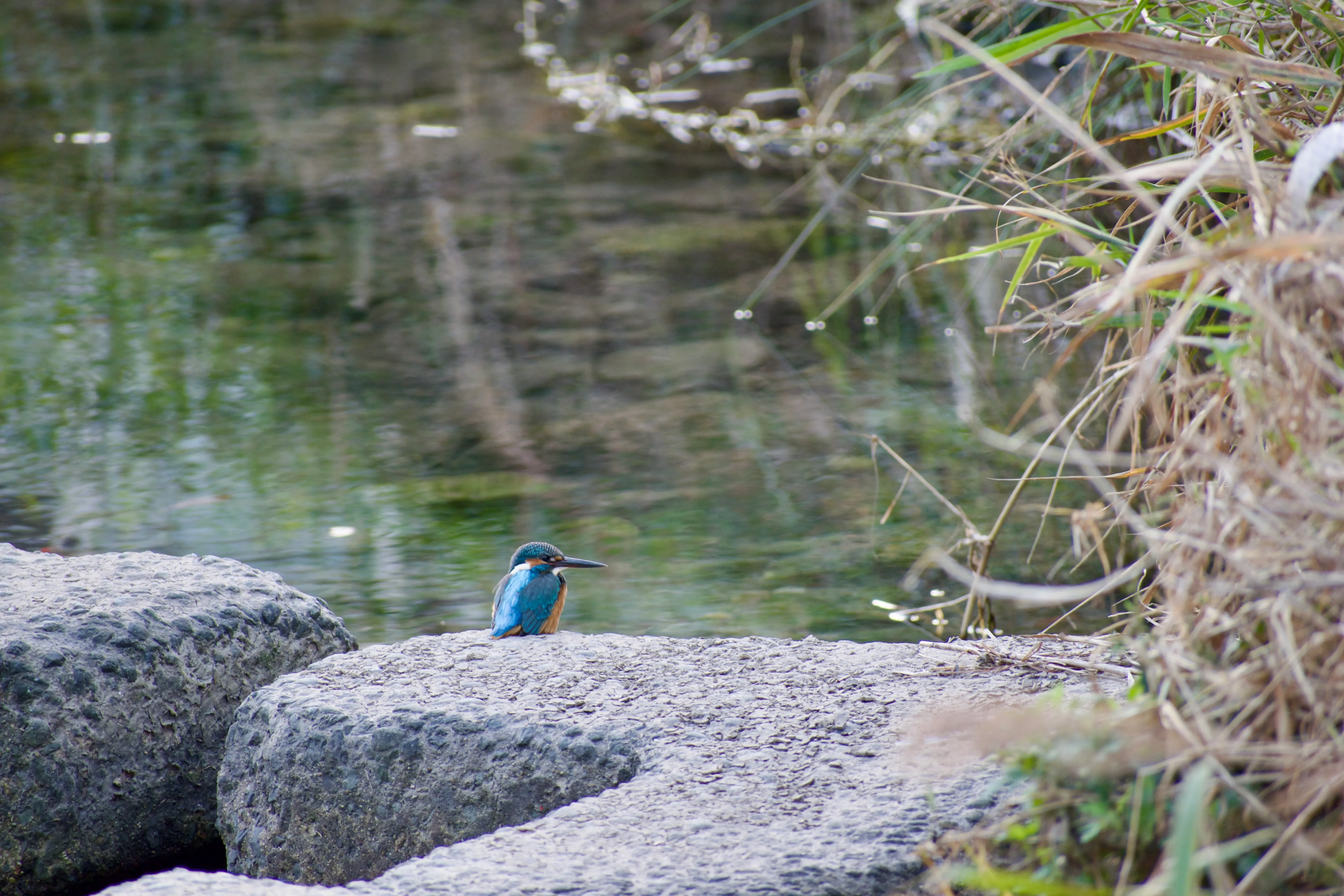 A small kingfisher sits on a concrete block in front of a shallow green river