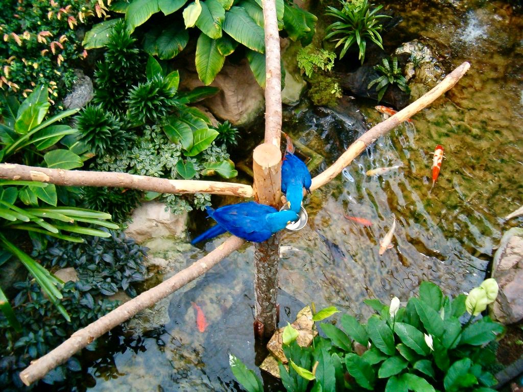 A pair of blue parrots feed from a bowl over a shallow koi-filled pond.