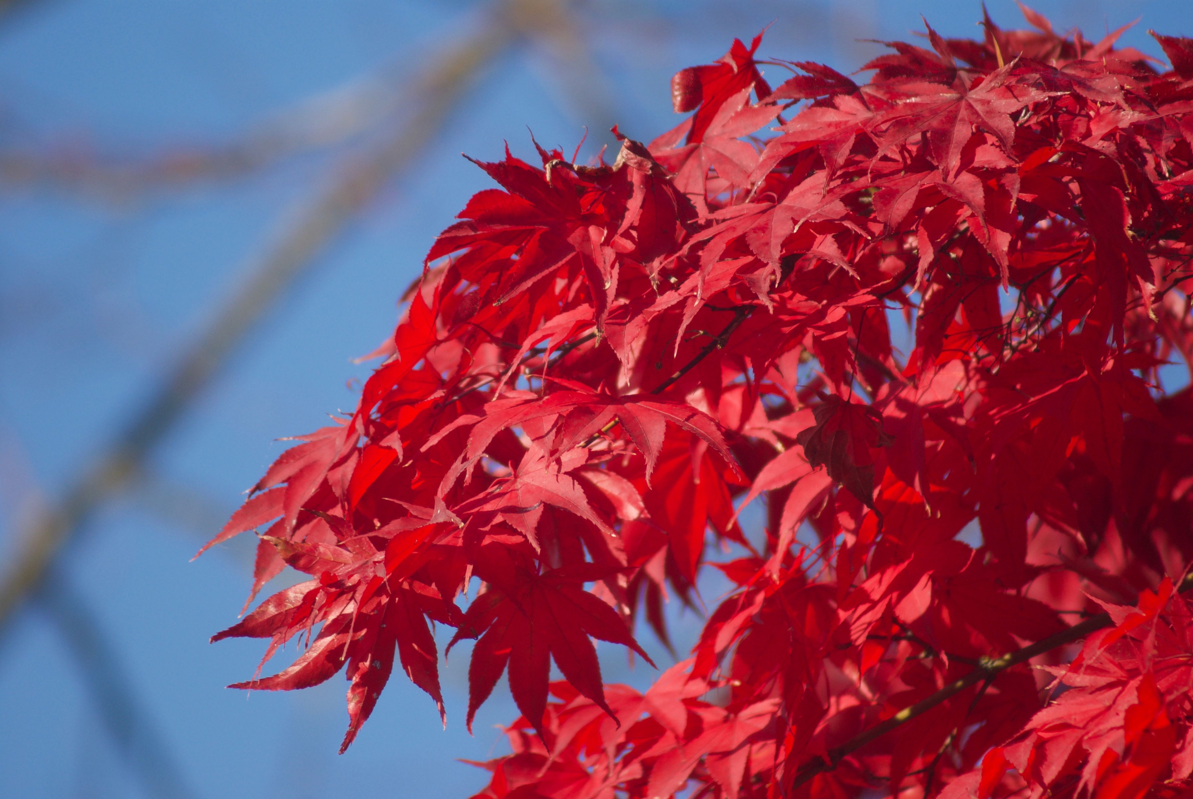 Red maple leaves against a clear blue sky