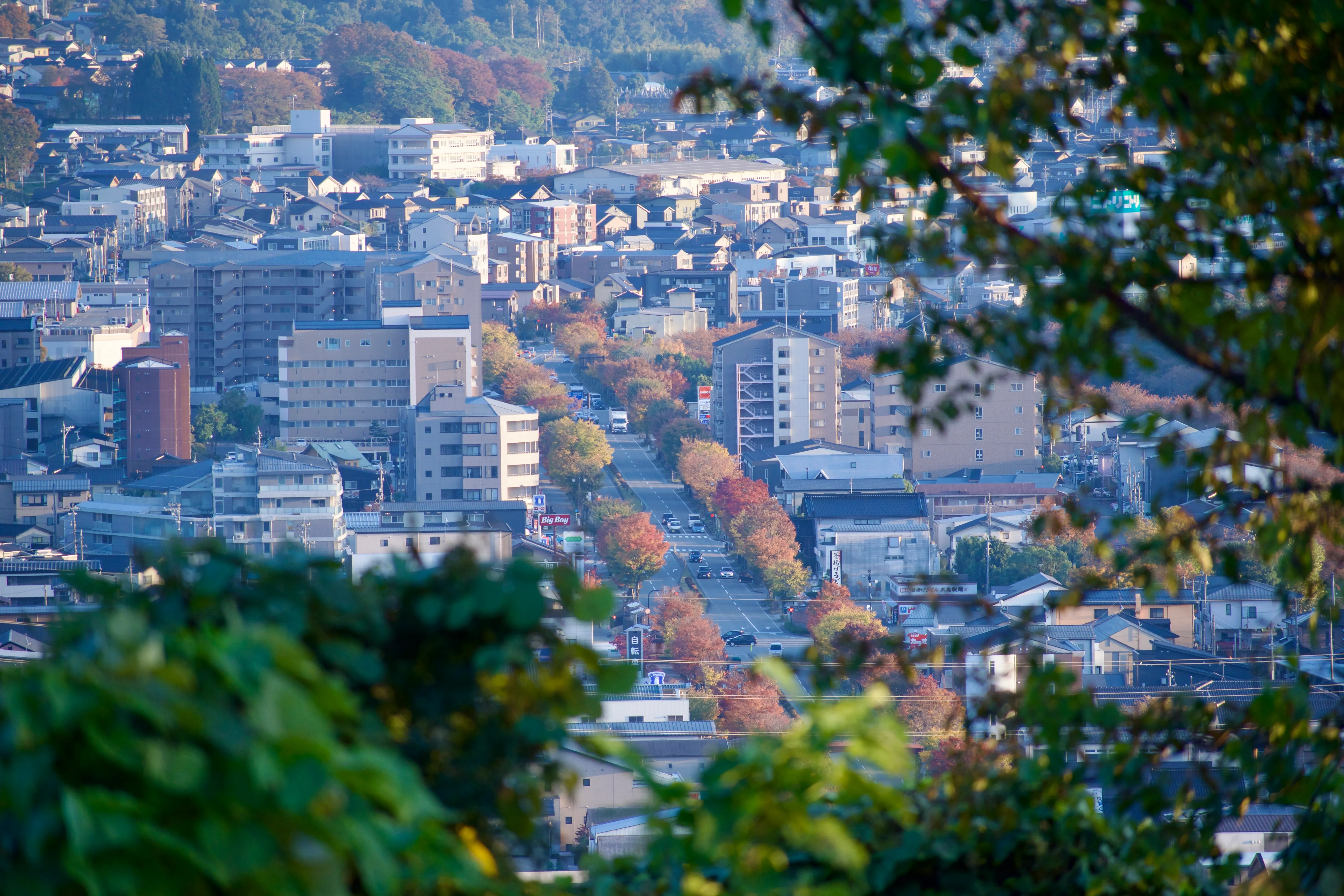 A cityscape from an elevated vantage point. In the distance, trees with red, orange, and gold leaves line both sides of a city street, the only gap in an area otherwise densely packed with mid-rise apartments. In the foreground, green trees partially obscure the view.