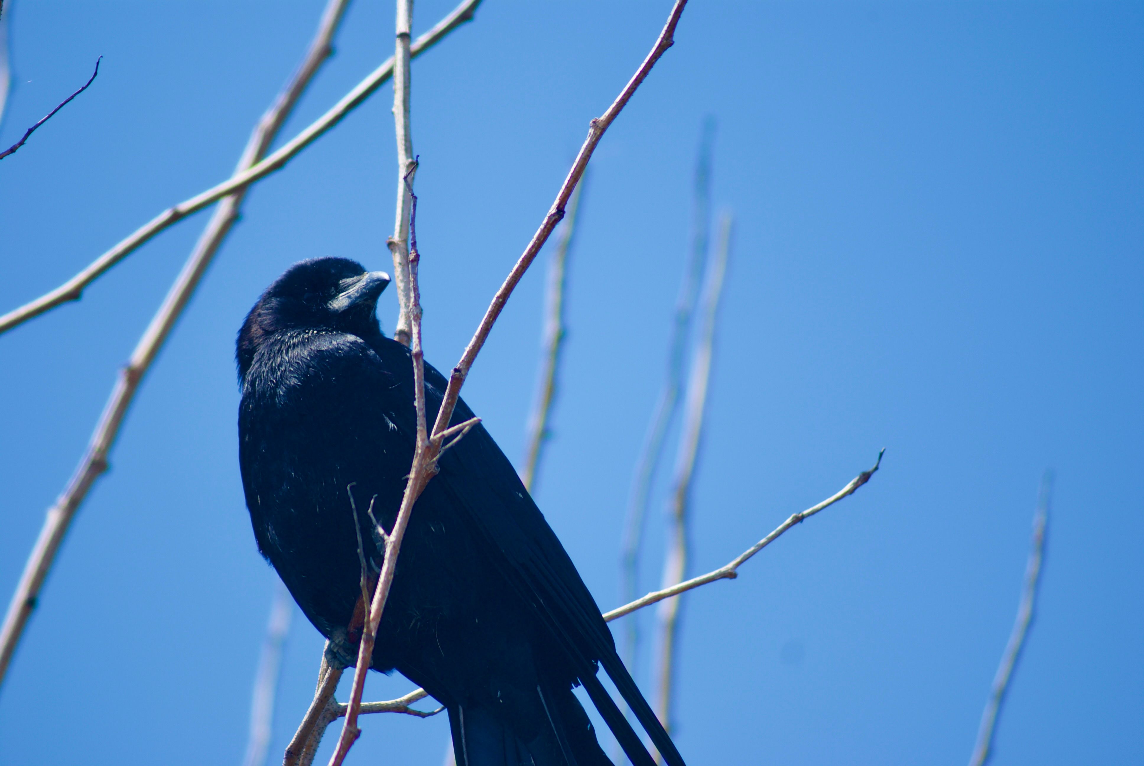 A crow perches on a thin branch against a bright blue sky.