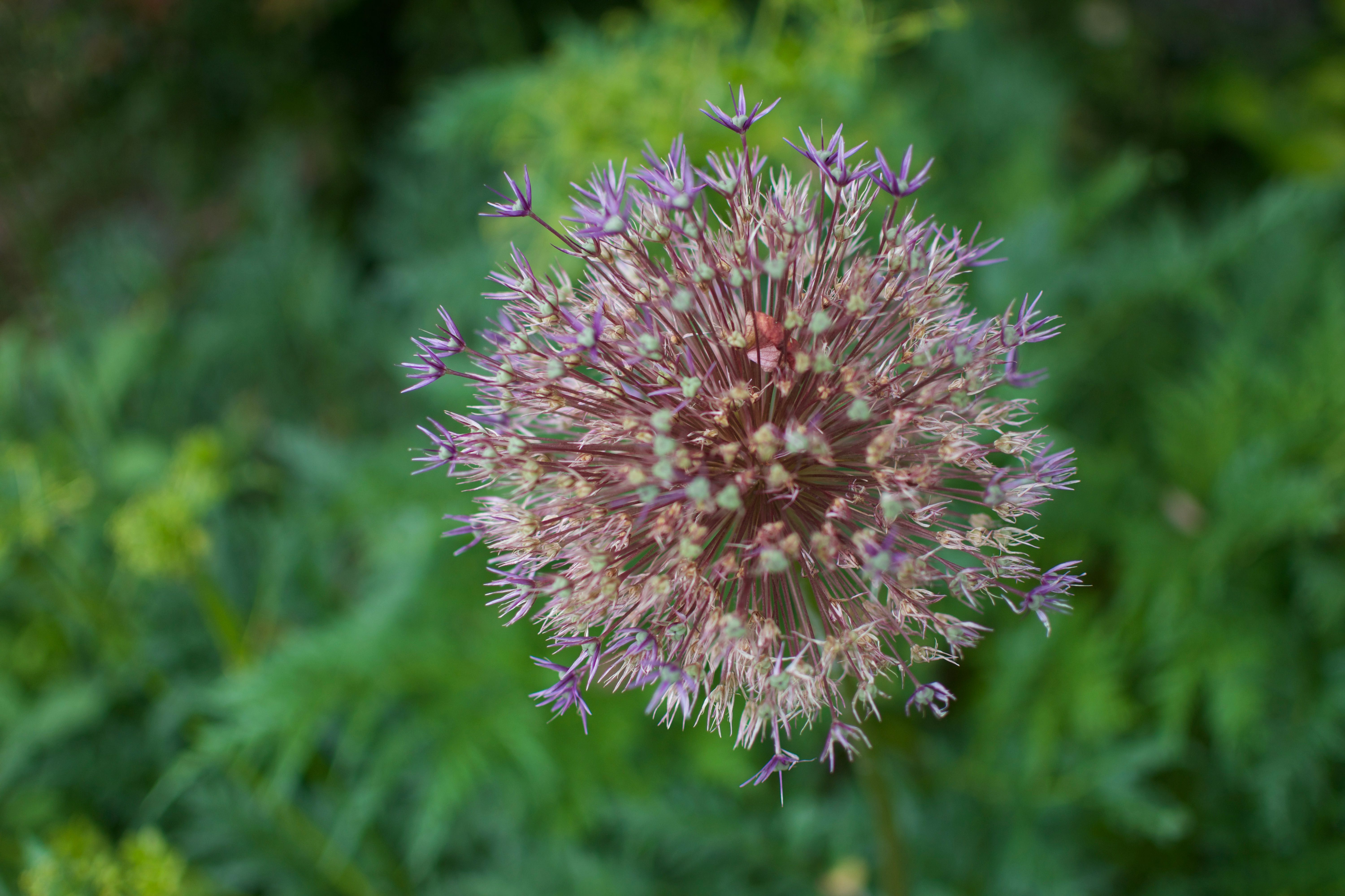A purple allium flower head against dark green foliage