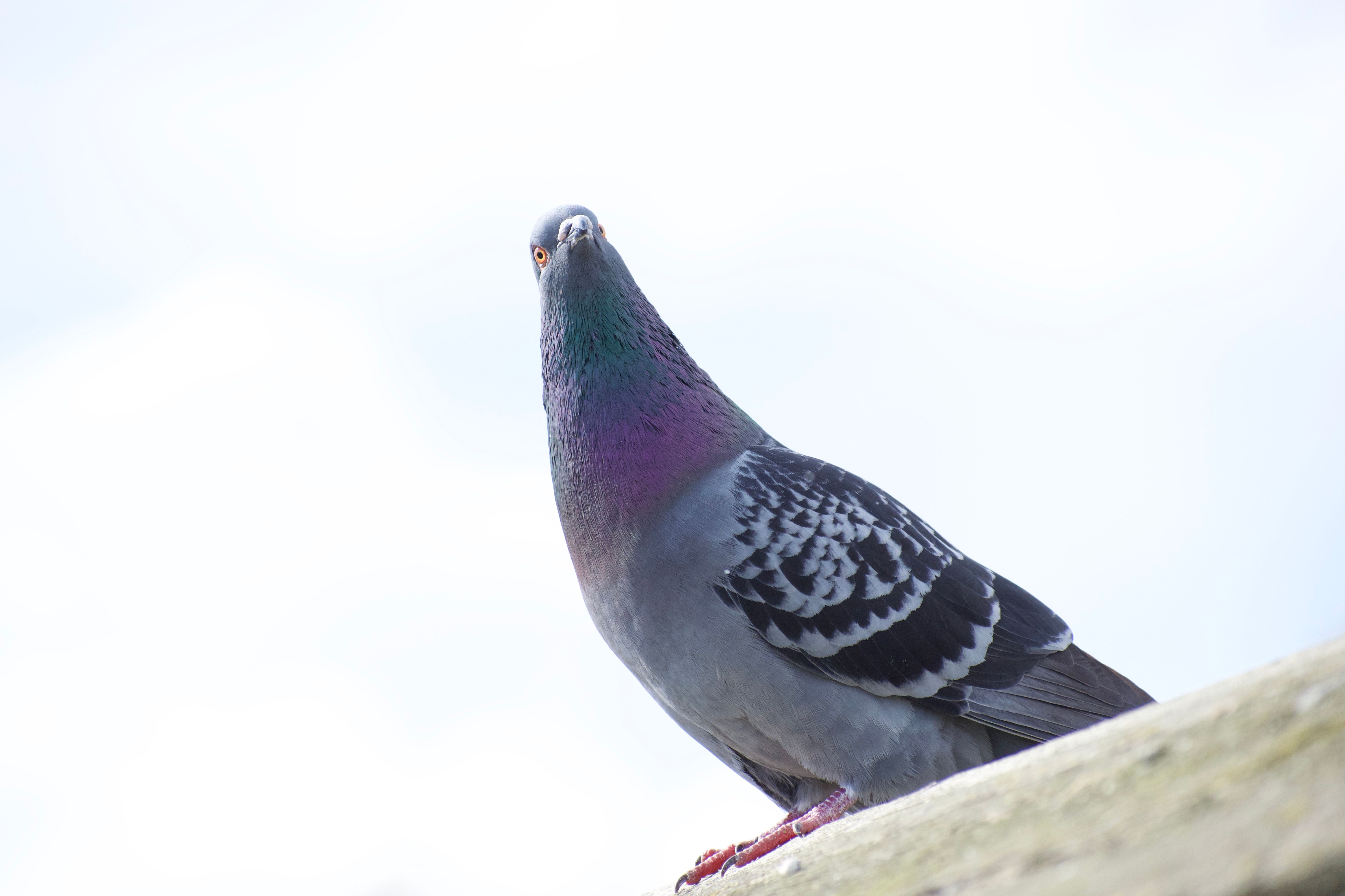 A photo looking up at a pigeon perched on a wooden railing, its head slightly tilted. The sky behind is bright white.