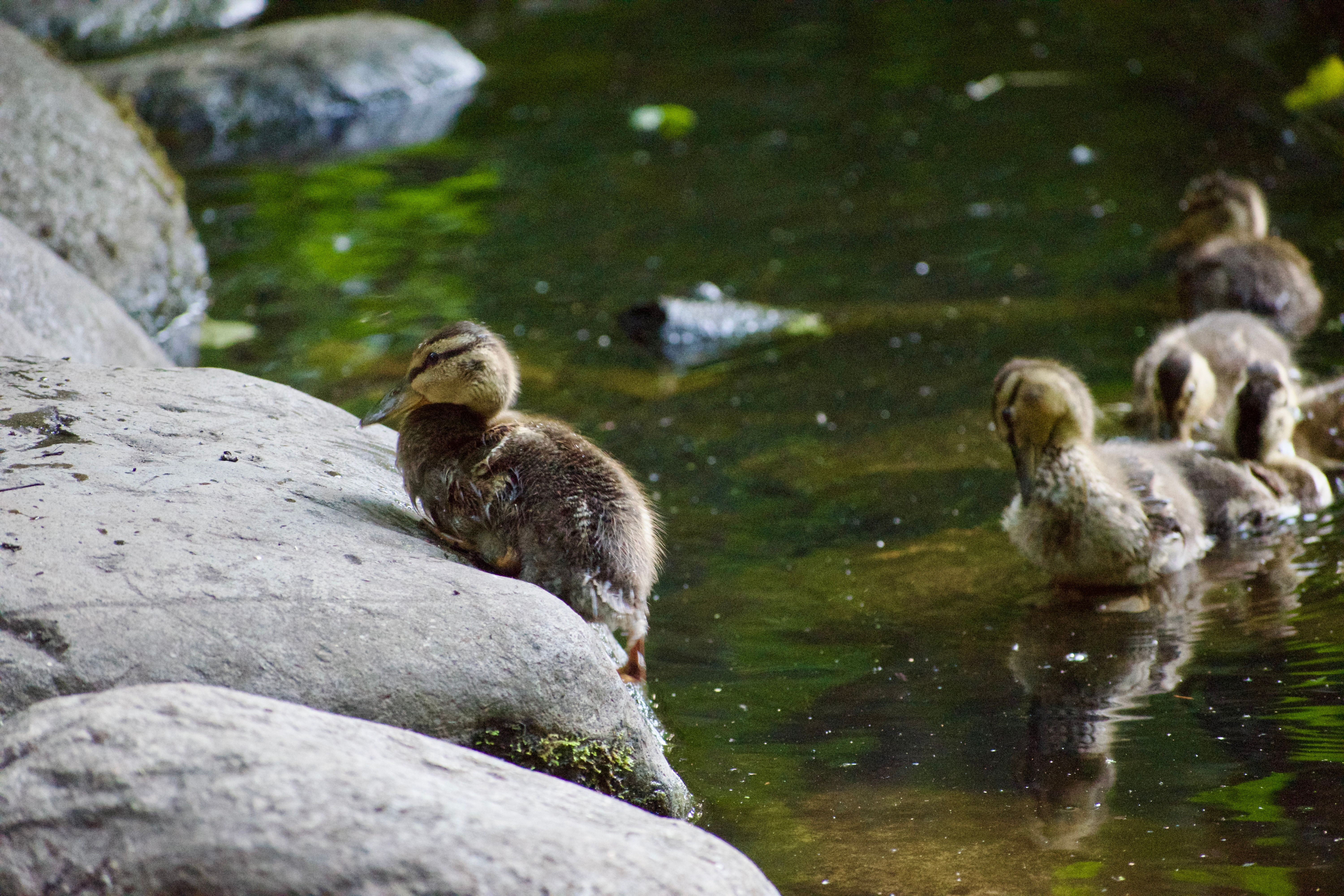 A duckling struggles to stay atop a rock at the edge of a pond