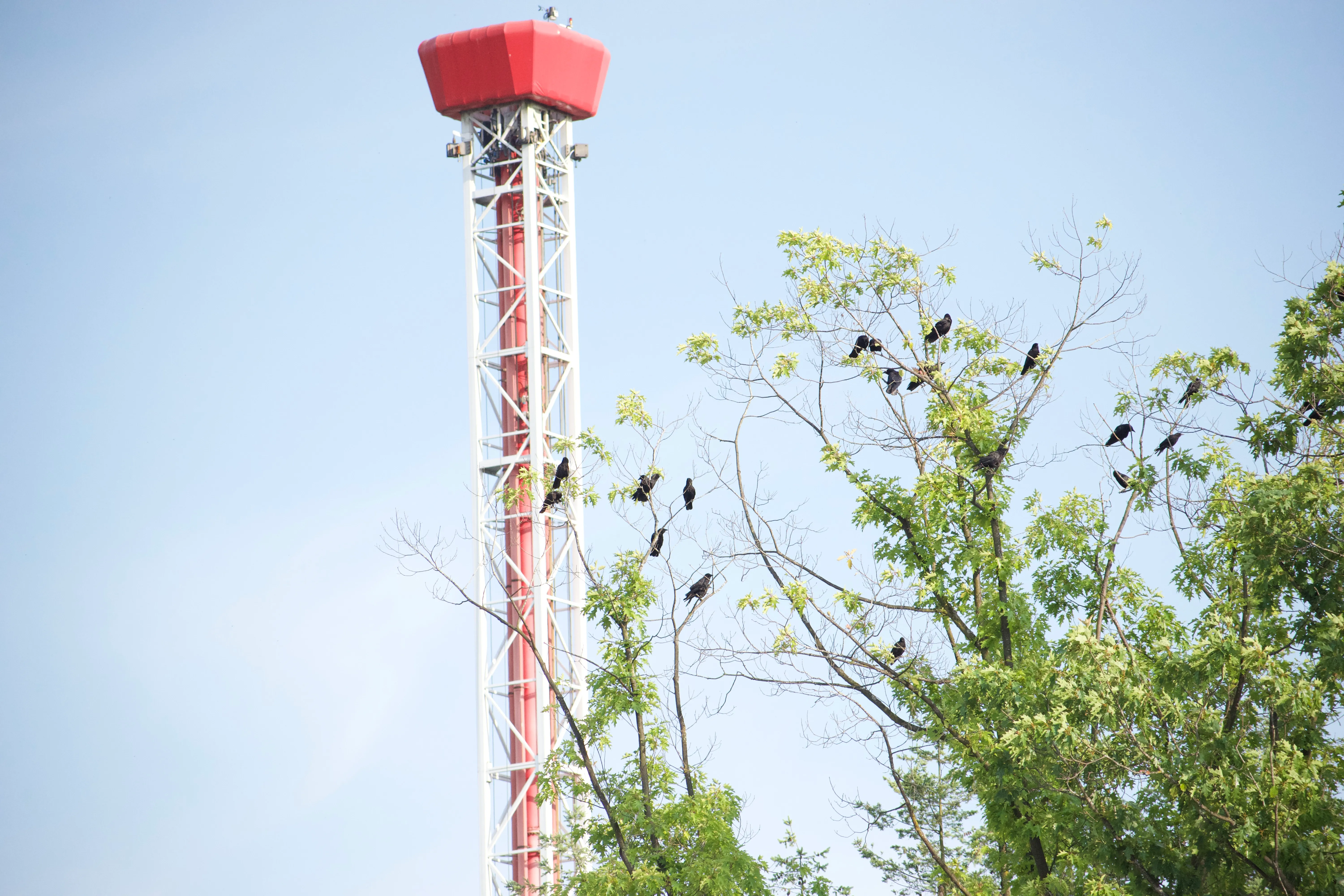 A flock of crows populate the trees in front of a red and white tower.