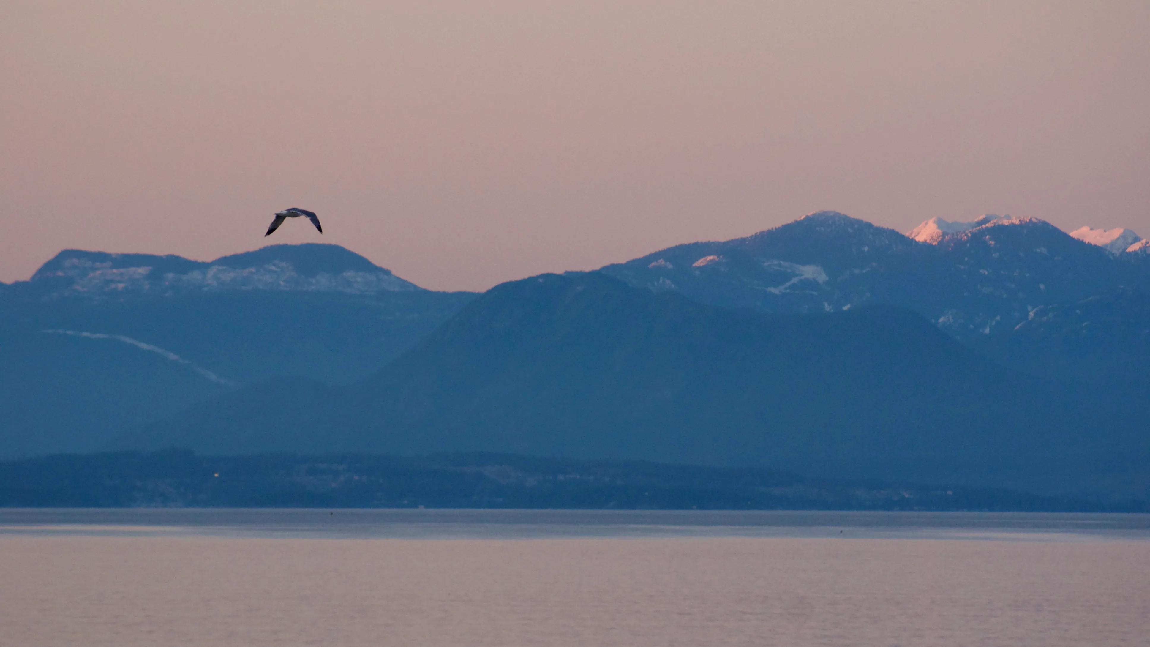 A bird soars over a calm body of water with snow-capped mountains in the distance. The sunset sky is a mix of orange and blue.