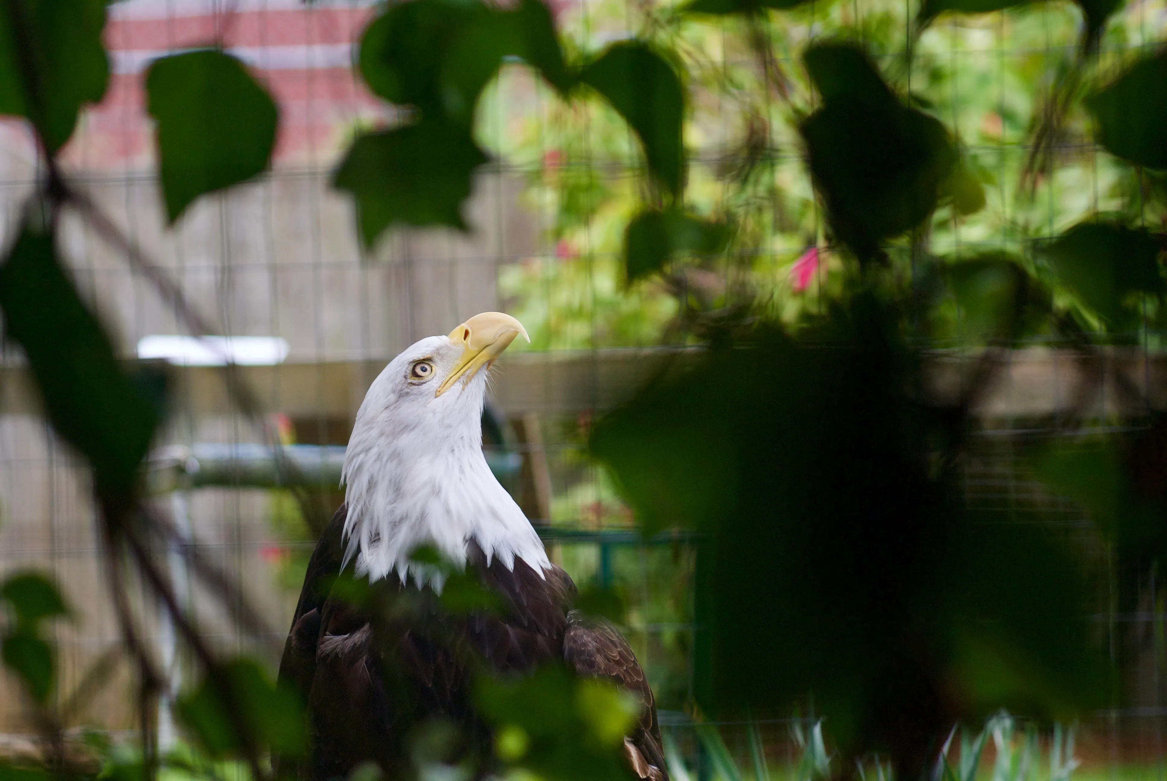 A bald eagle looks intently upwards. The bird's profile is framed by out-of-focus green leaves.