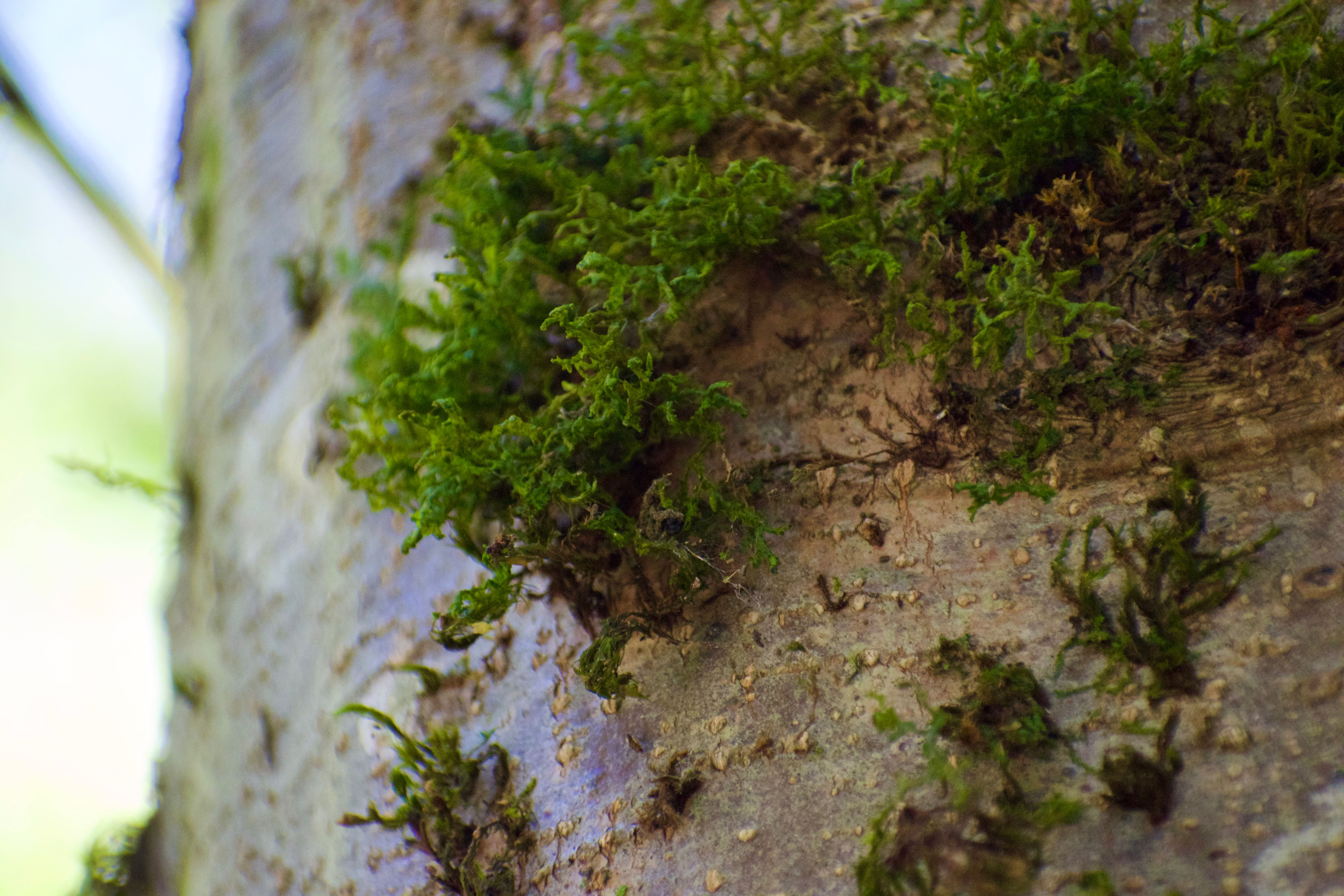 Moss grows on the side of a birch tree