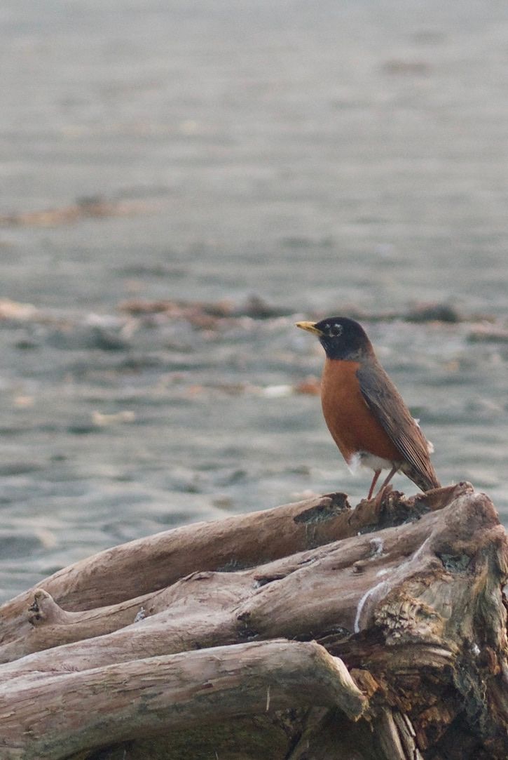 A robin perches on a piece of driftwood on a sandy beach.
