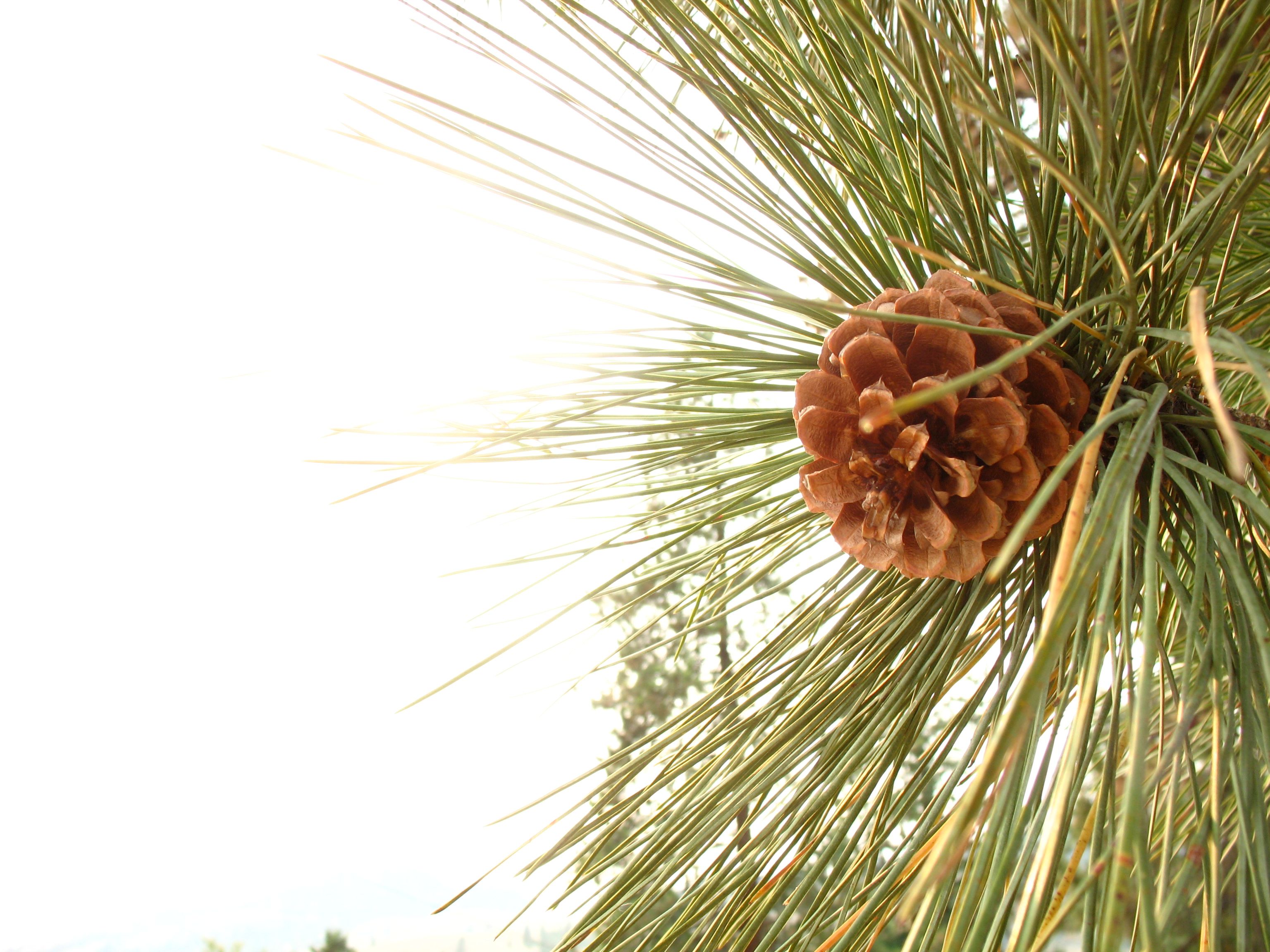 A brown pine cone nestled among long green needles