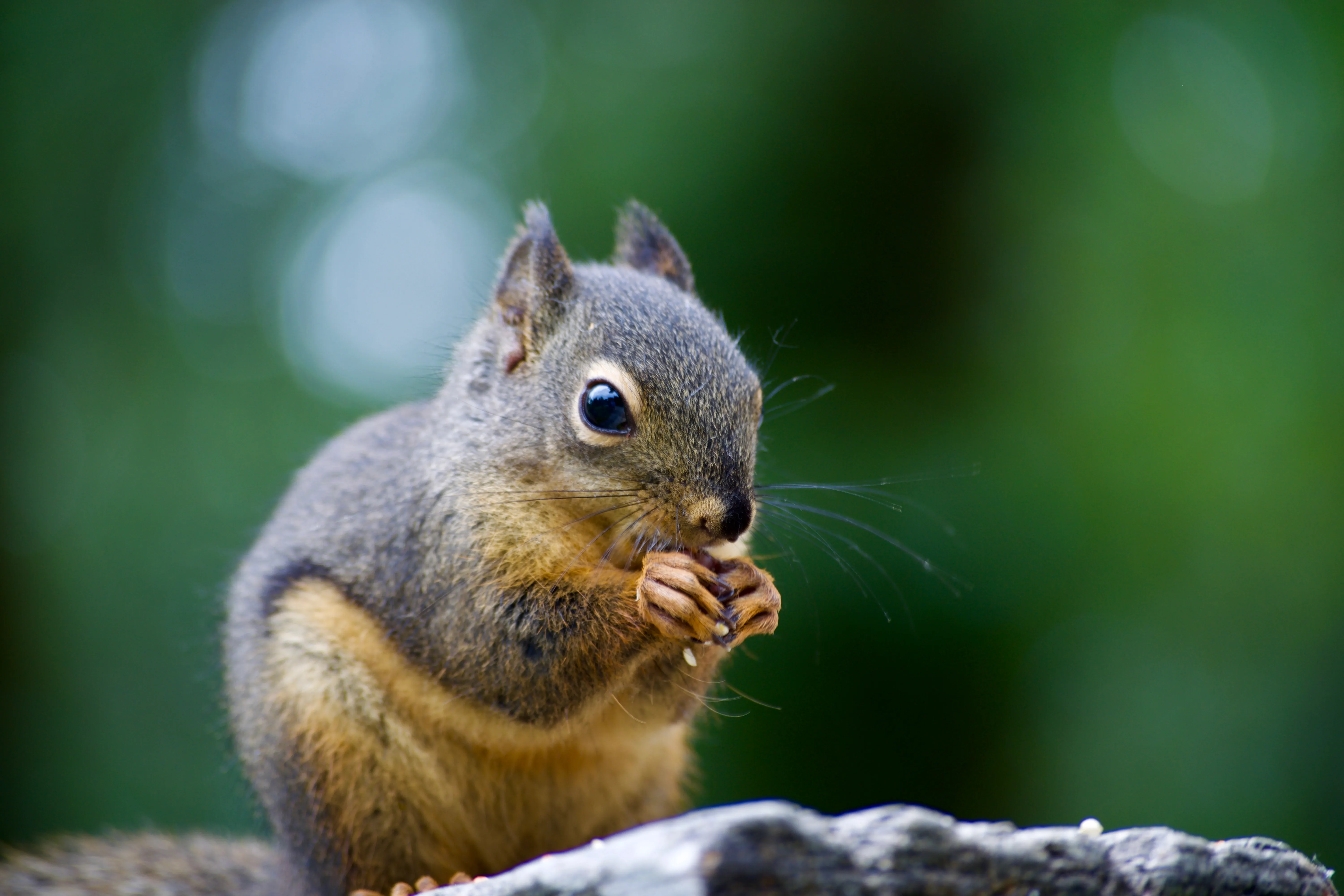 A squirrel sits on a log, holding and eating a seed with its paws.