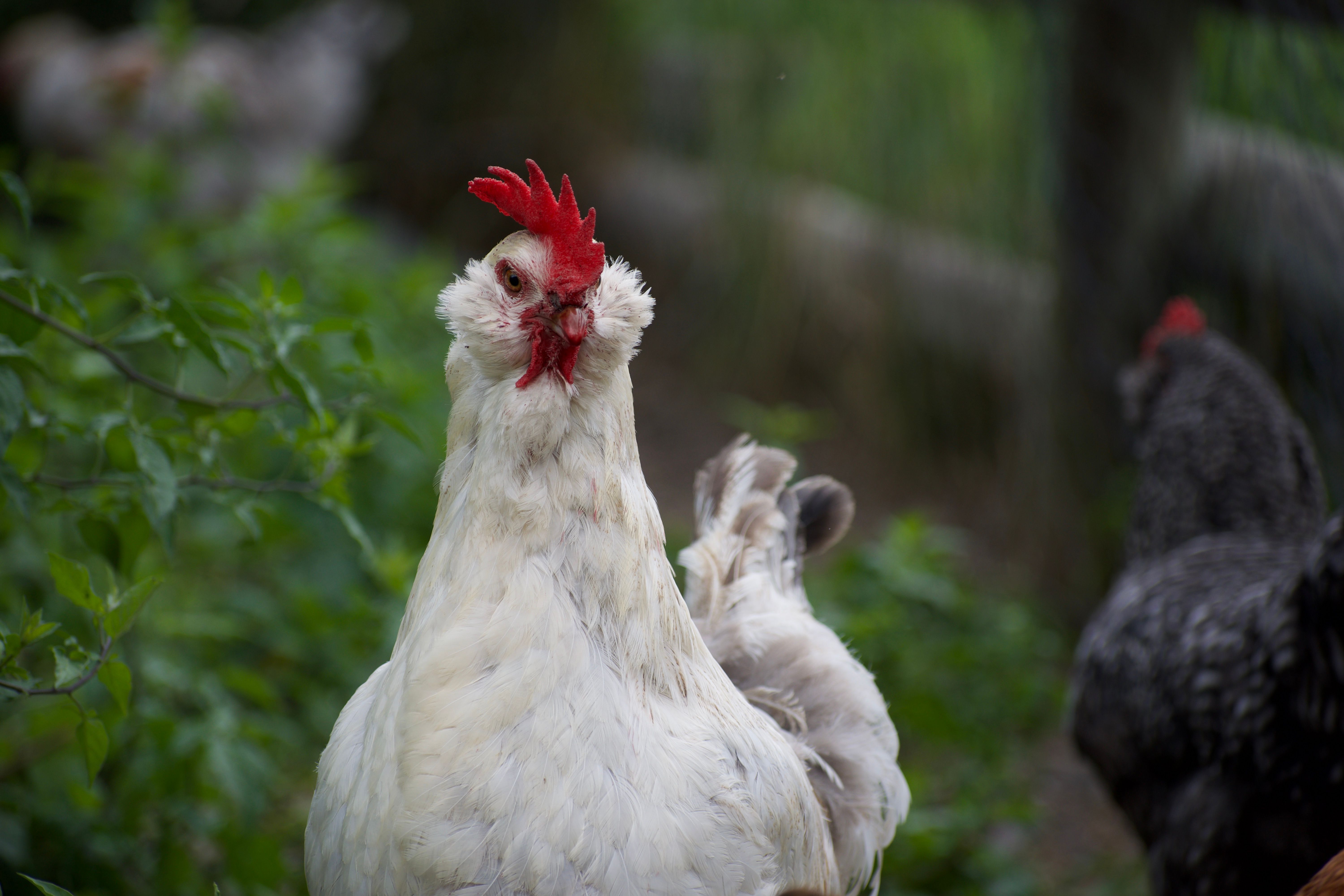 A closeup of a white chicken with a grumpy-looking glare on its face, with its wattles scrunched up and its comb askew. It is next to a green bush and shares its pen with a black chicken in the background.