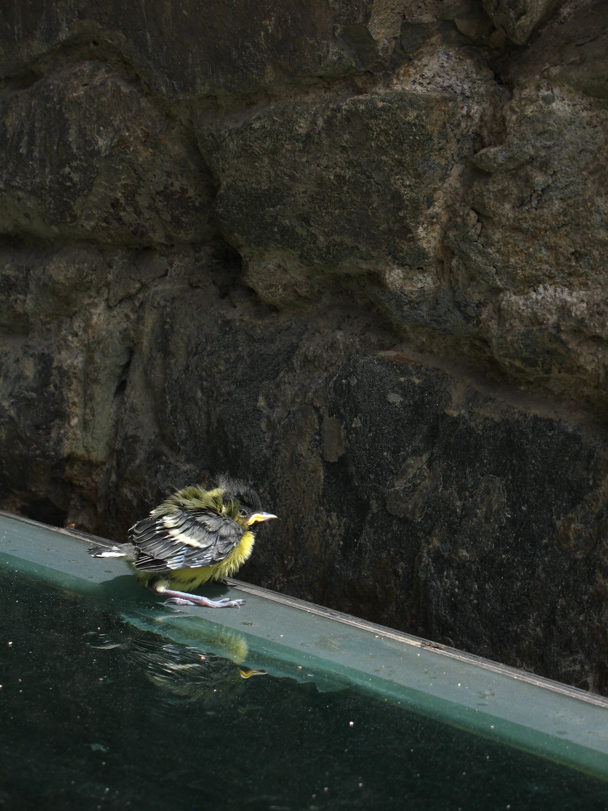 A tiny, fluffy bird stands on a glass surface next to a stone wall.
