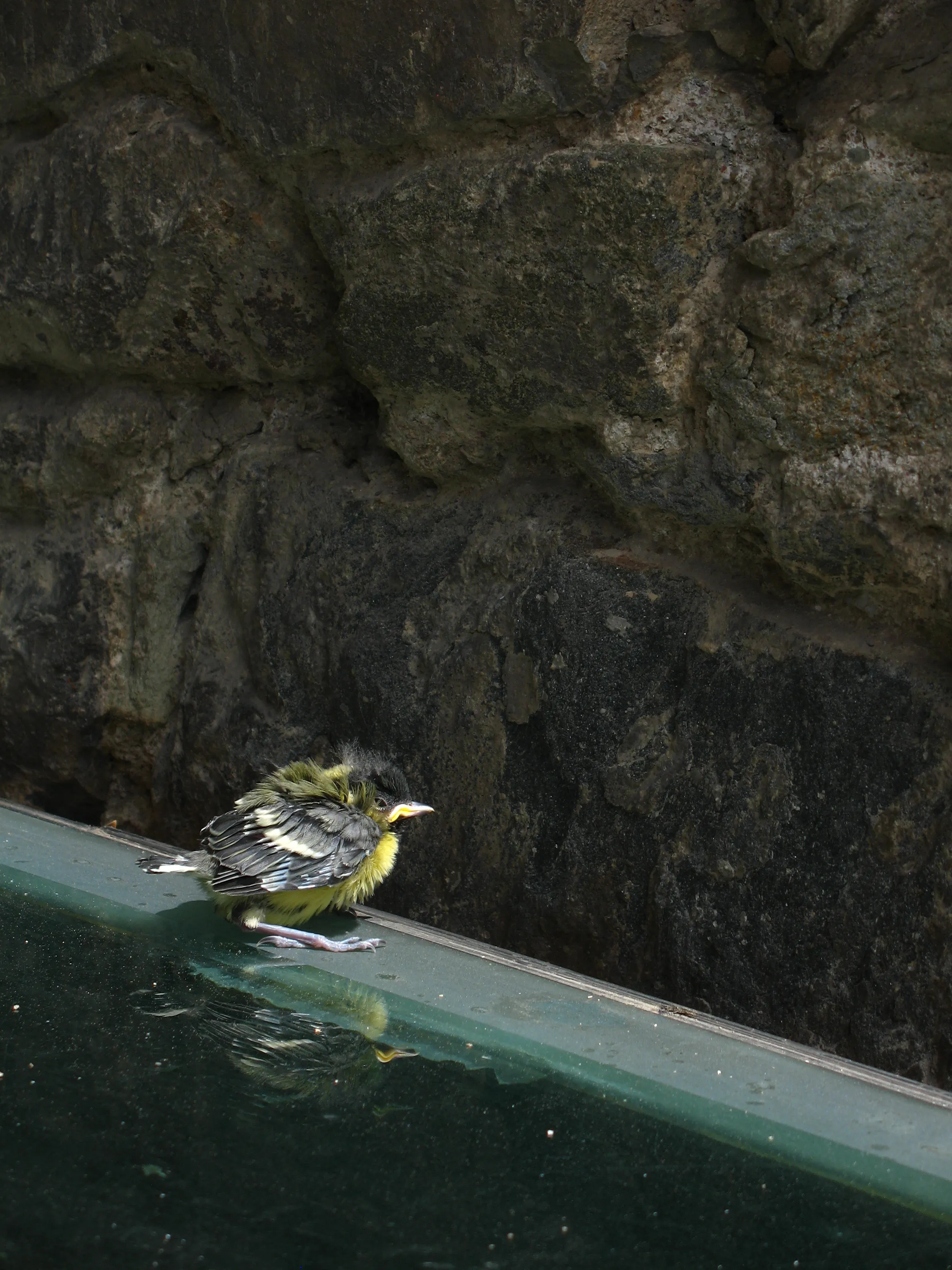 A tiny, fluffy bird stands on a glass surface next to a stone wall.