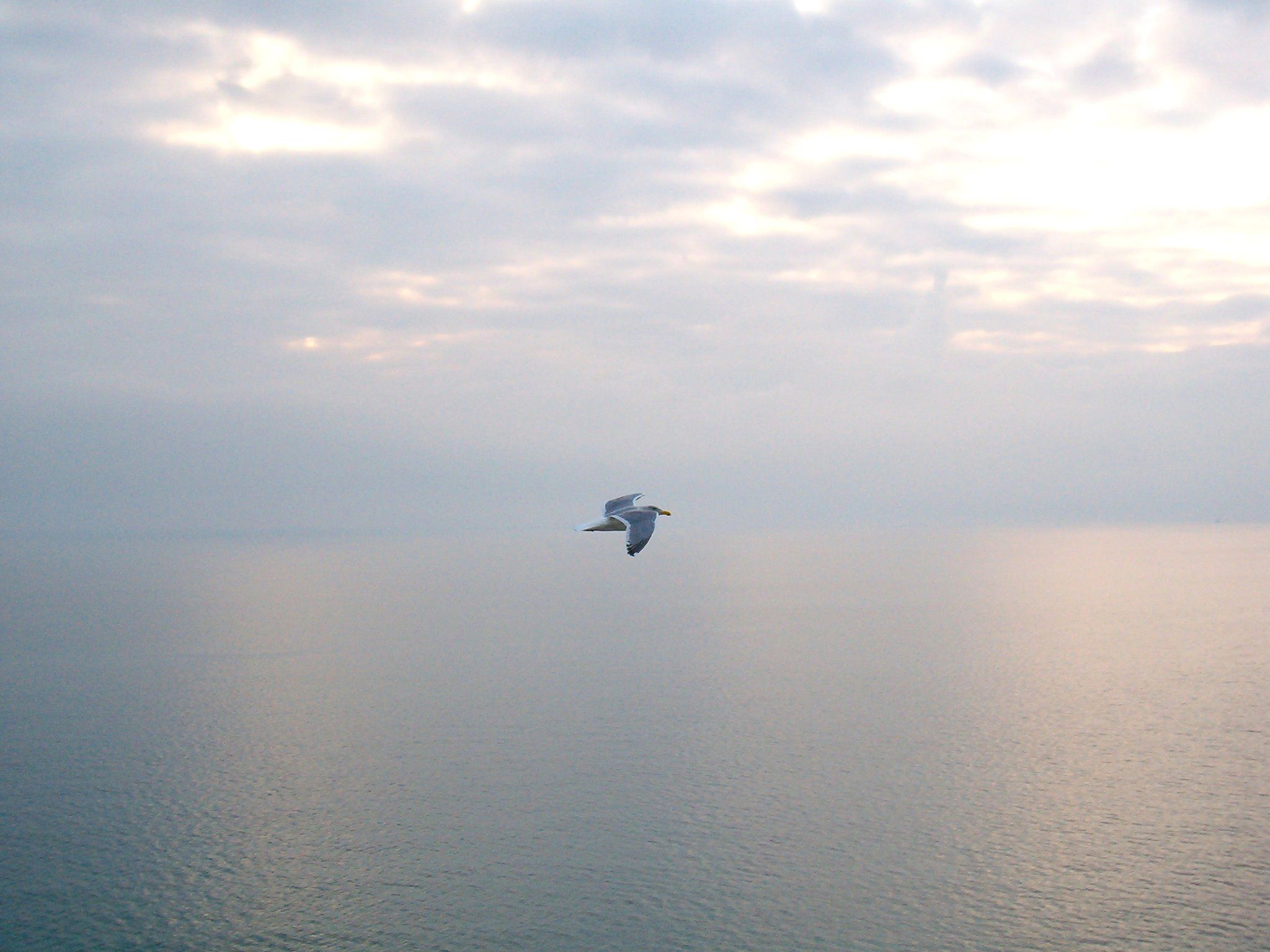 A tranquil scene of an overcast sky above a calm ocean. There is a lone seagull in flight near the middle of the frame.