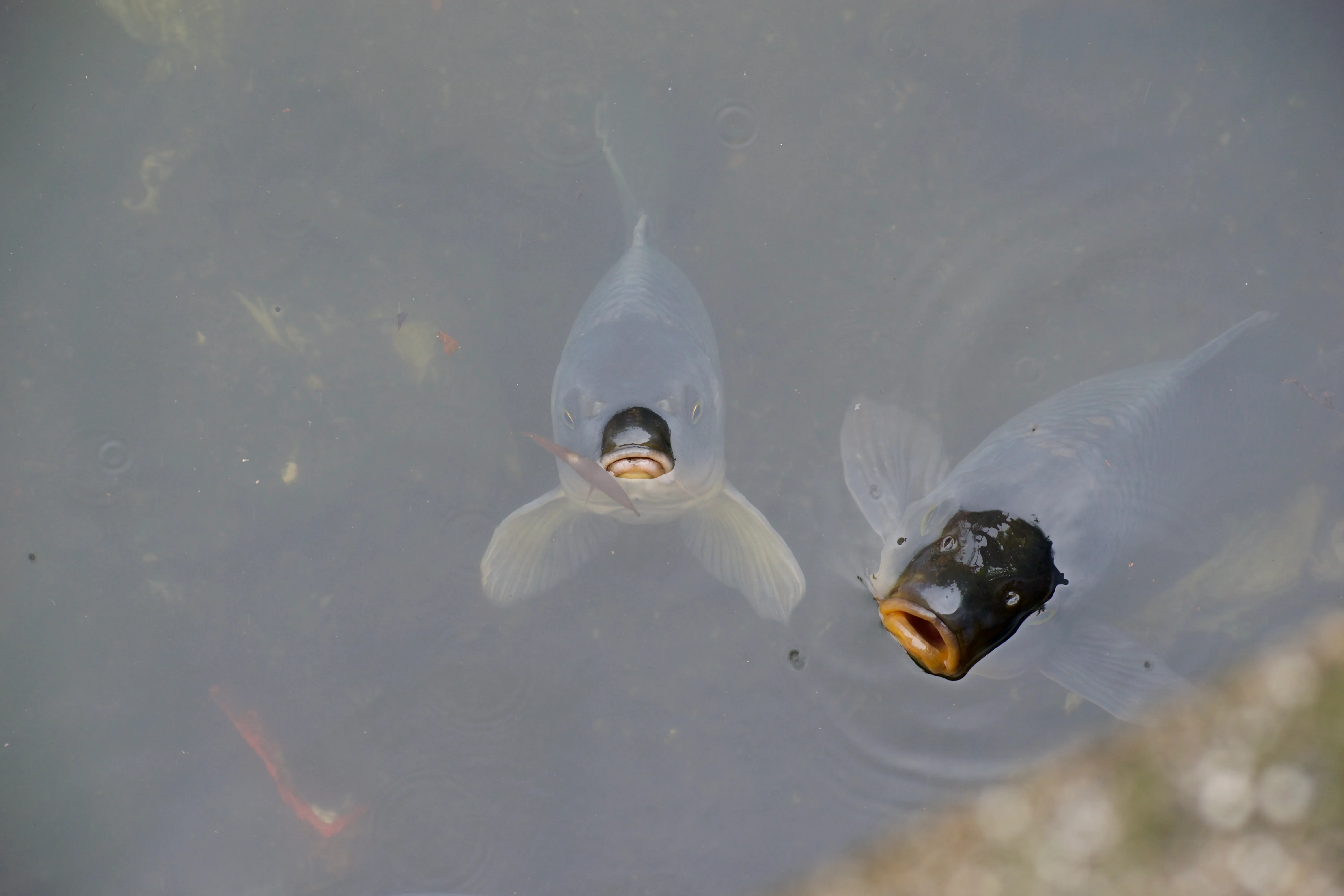 Two fish face the viewer, open mouths poking above the surface.