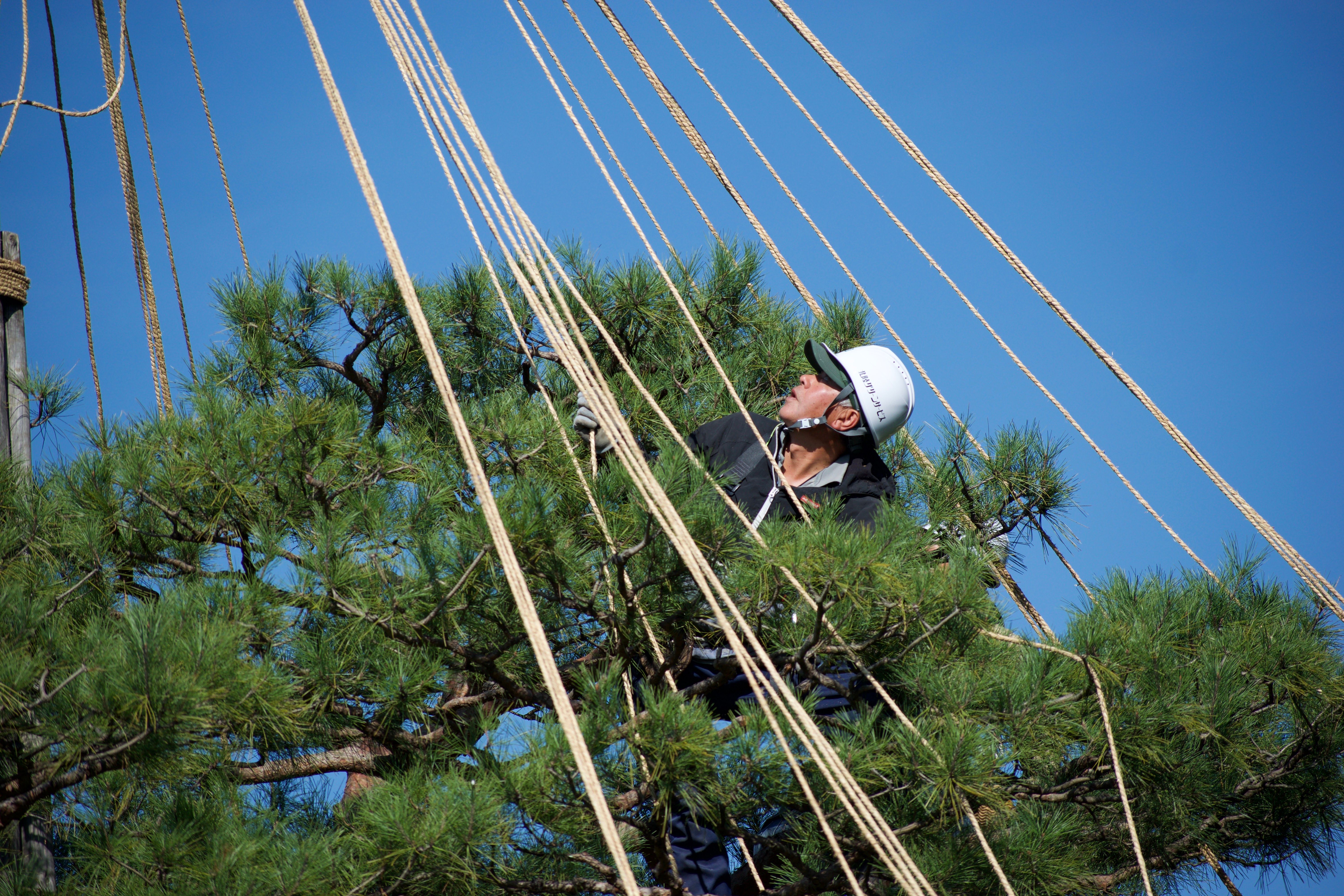 A helmeted Japanese worker in the branches of a pine tree looks upwards. Many ropes are suspended from a tall pole out of frame and are being tied to the tree's branches for support.