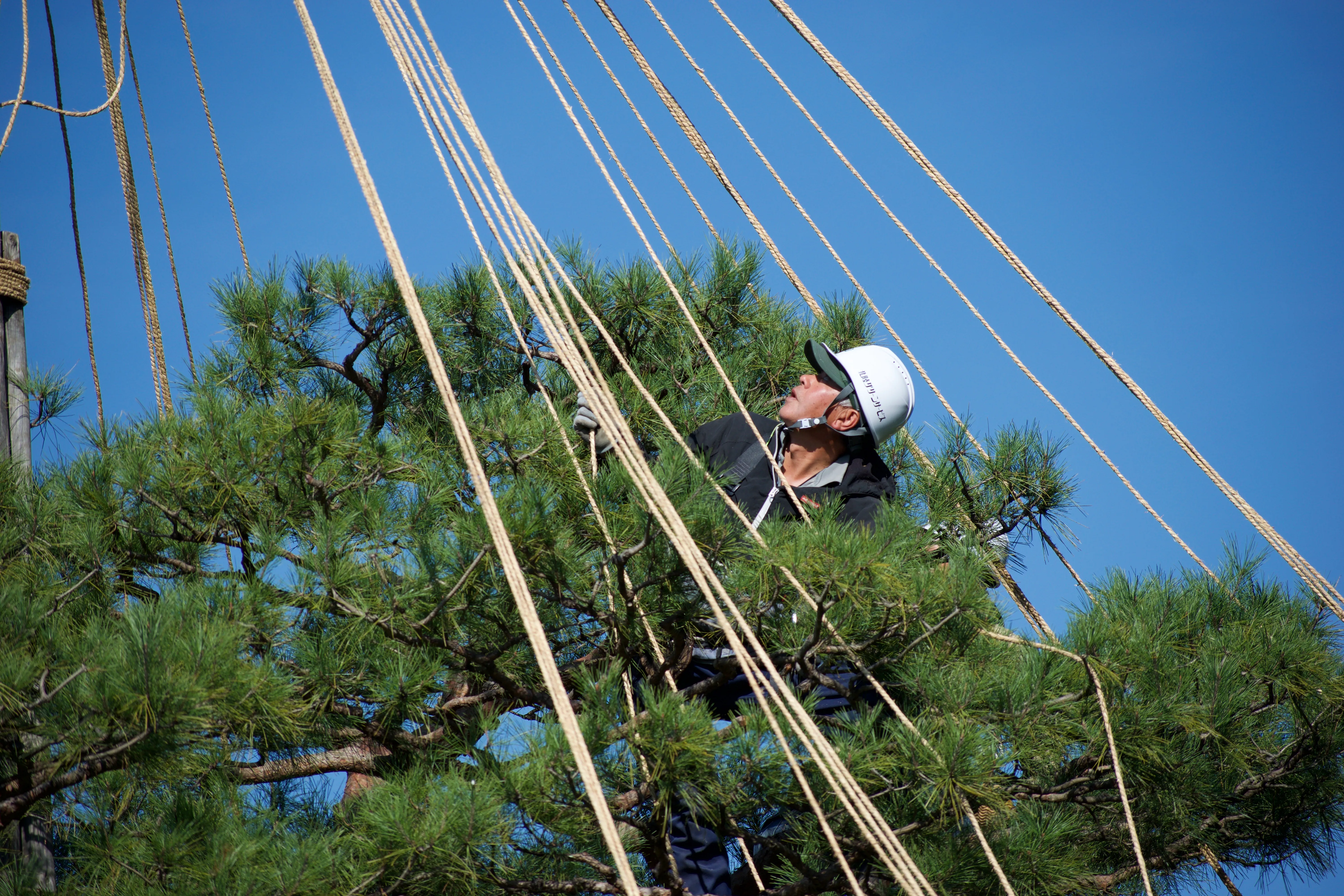 A helmeted Japanese worker in the branches of a pine tree looks upwards. Many ropes are suspended from a tall pole out of frame and are being tied to the tree's branches for support.