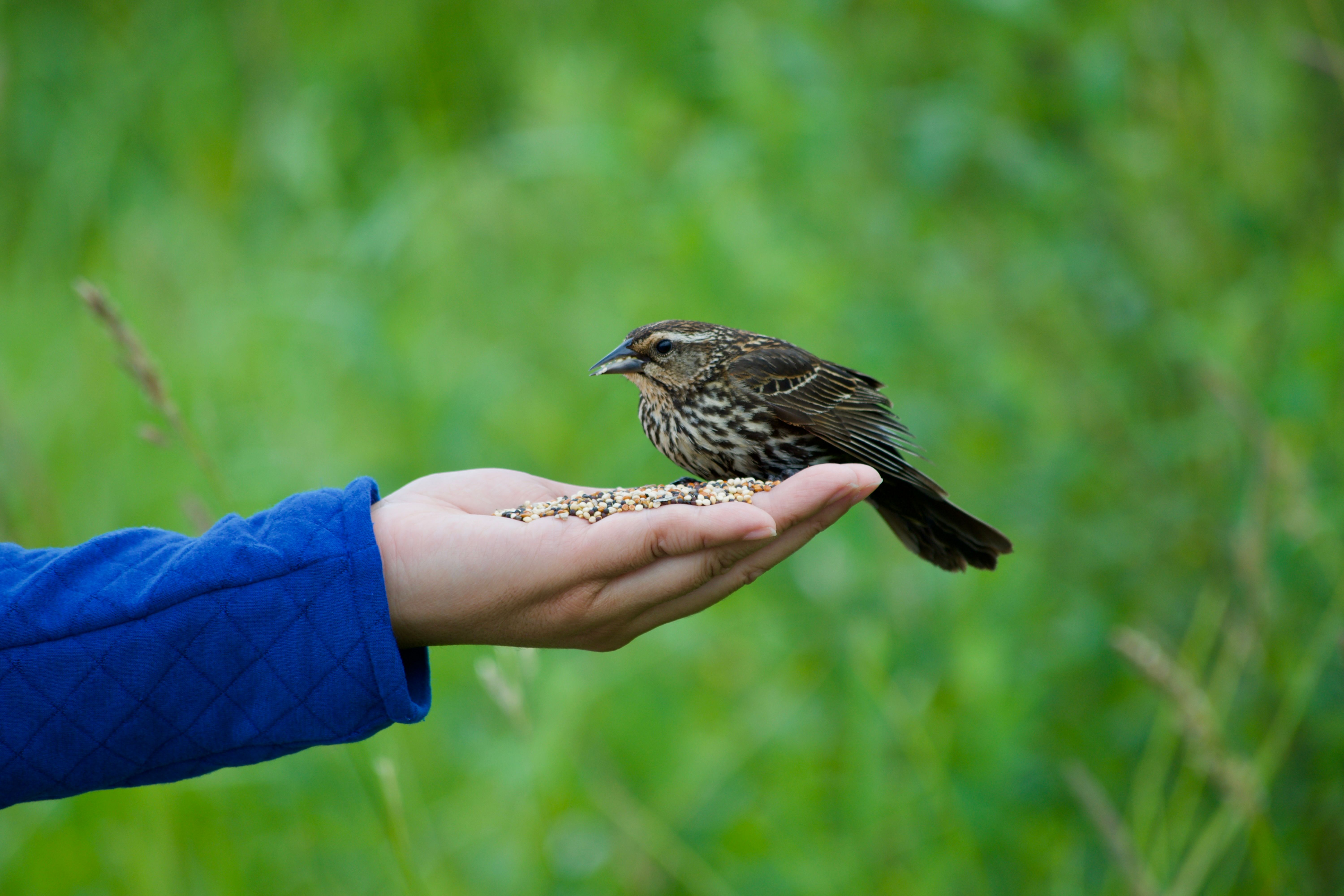 A female red-winged blackbird eats birdseed from someone's hand. The focus is on the bird, with the background greenery out-of-focus and the person's body out of frame.