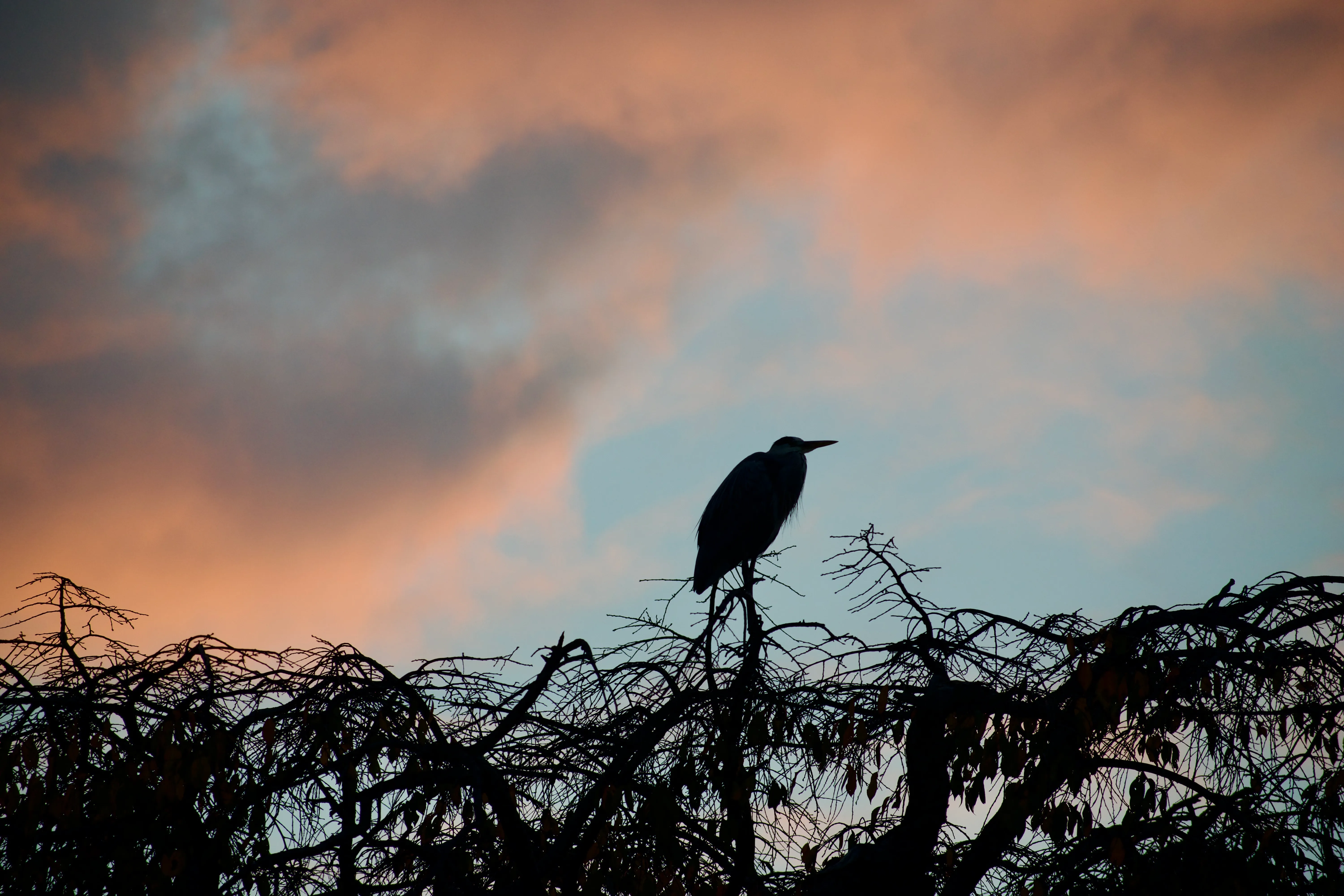 The silhouette of a heron perched atop a tree, against the red clouds and blue sky at sunset