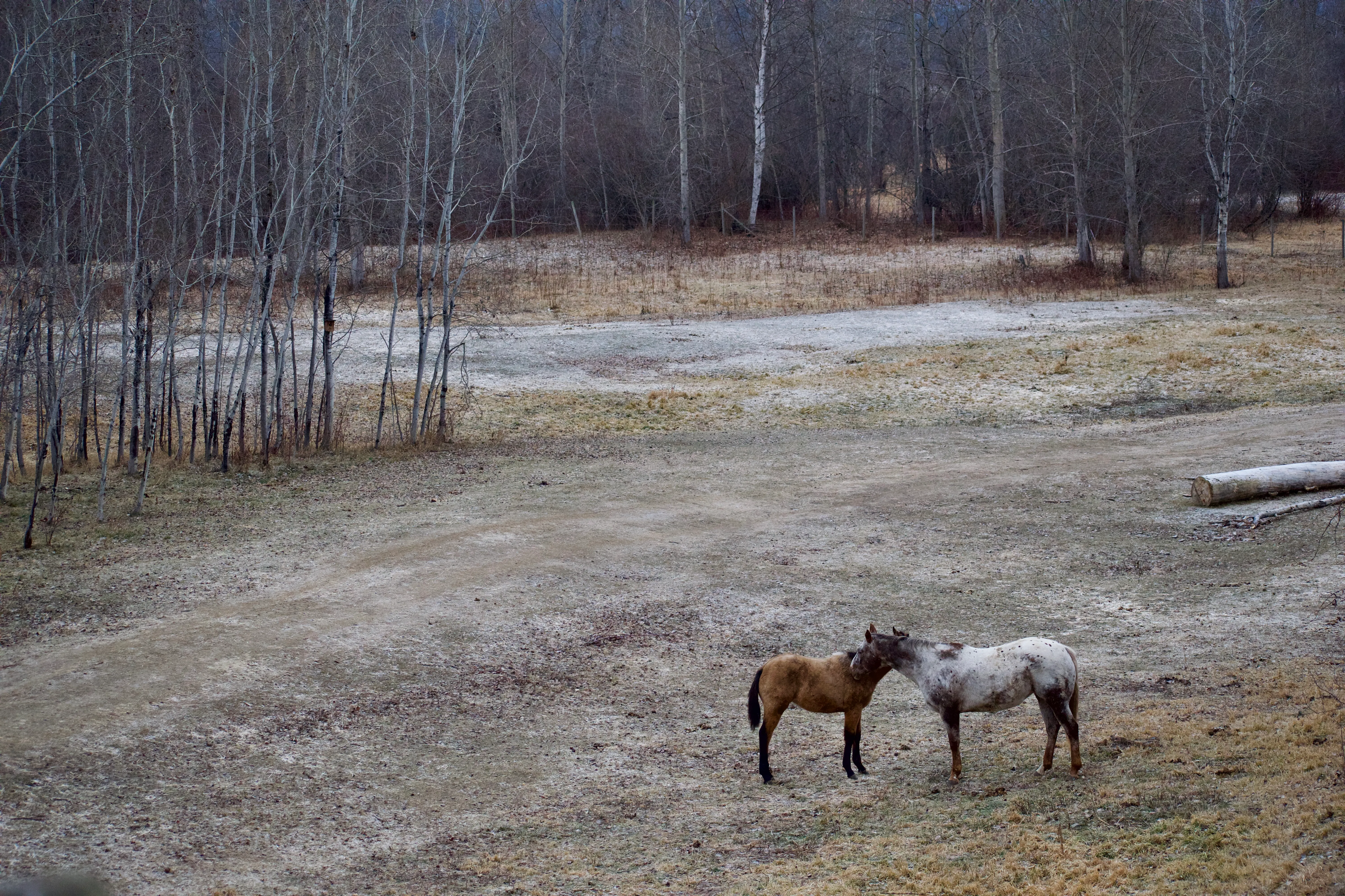 Two horses stand together in a field. One is brown, and the other has a spotted coat. The ground is covered in frost, and a forest of bare beech trees is in the background.