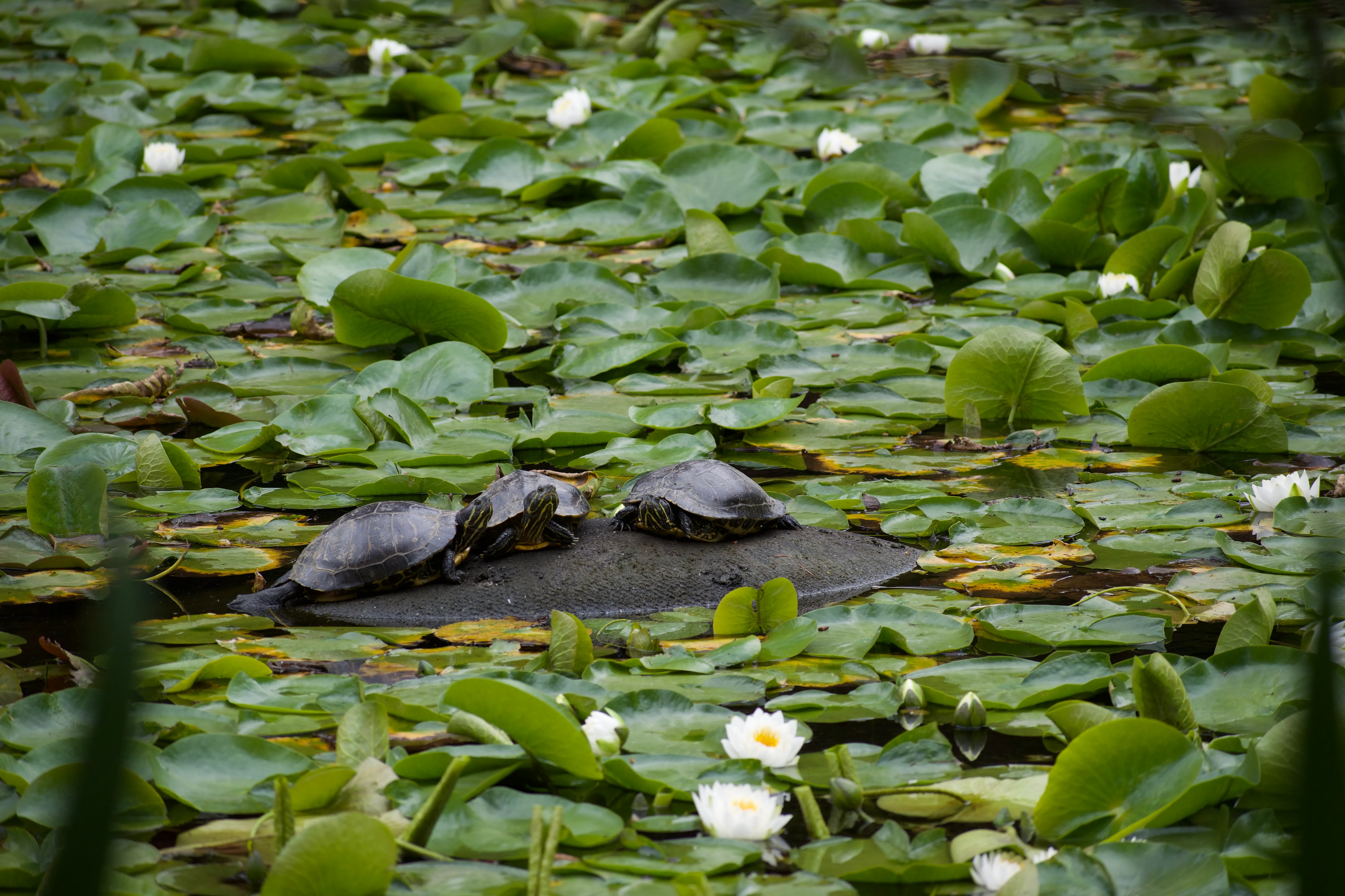 Three turtles sit on a dark log surrounded by green lily pads and white flowers in a pond.