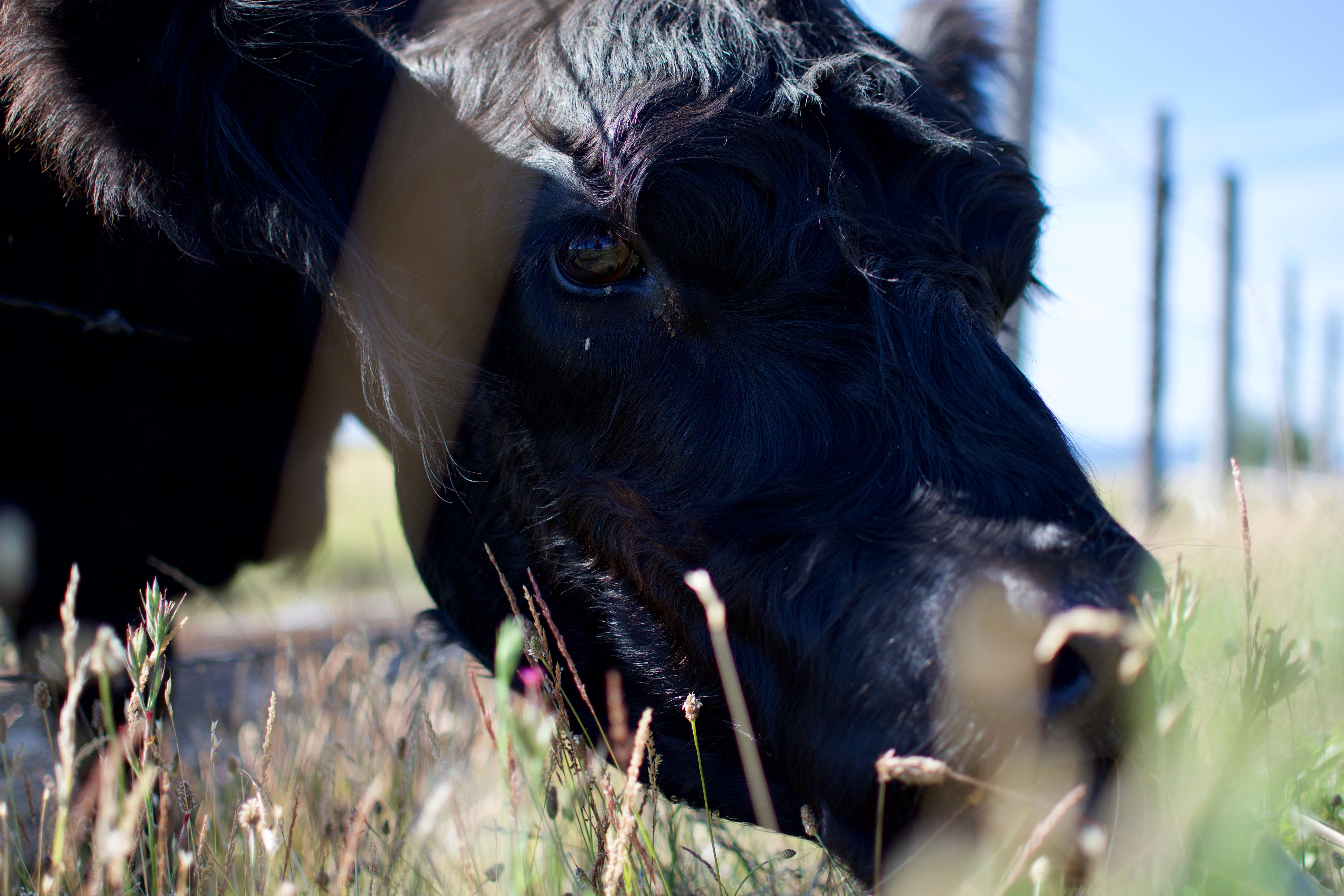 A black cow grazes in a field, lowering its head to eat grass.