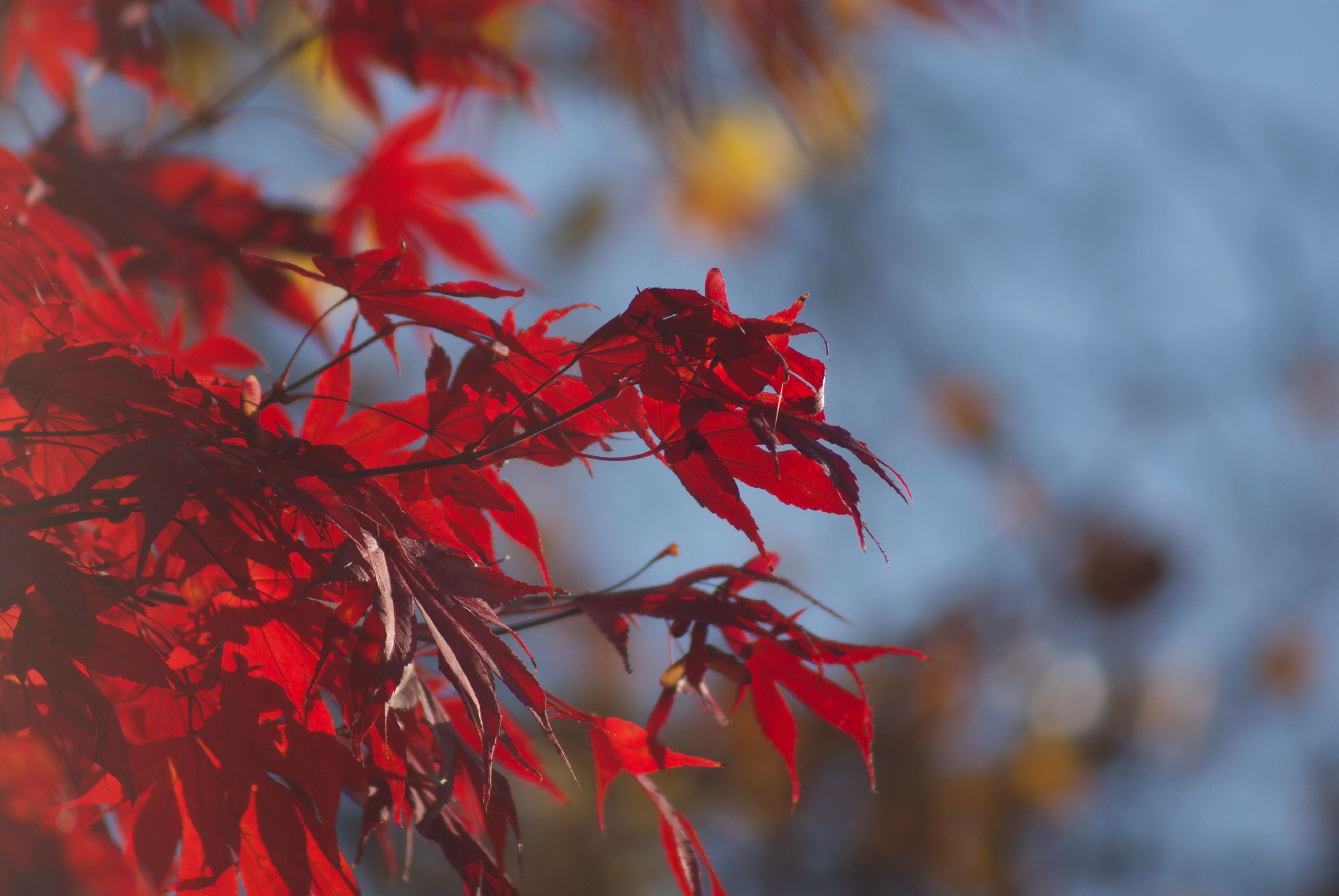 Red maple leaves against a soft blue background