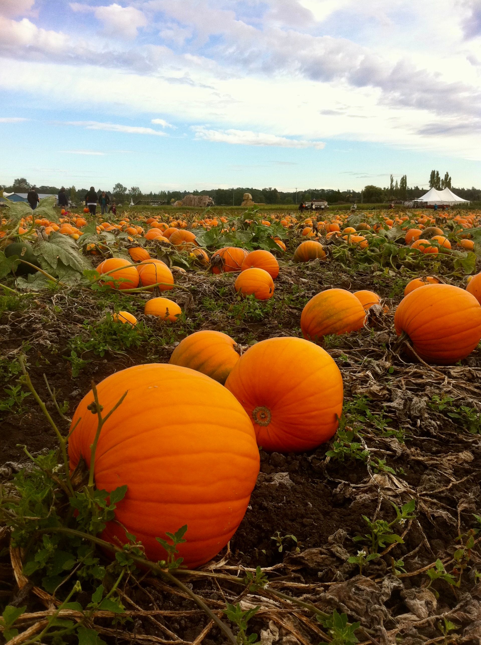 Pumpkins ripening in a field