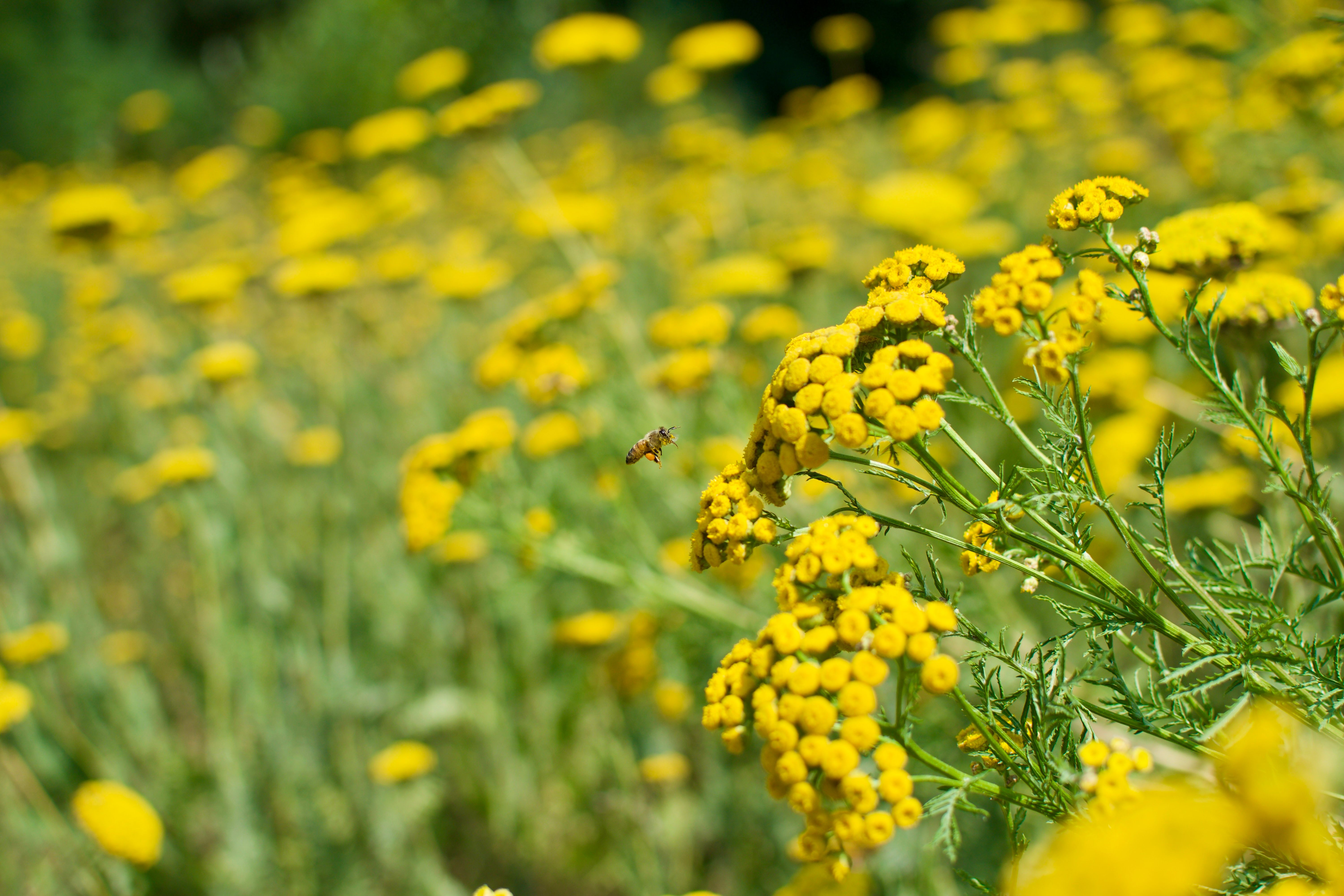 Yellow wildflowers in a sunlit field