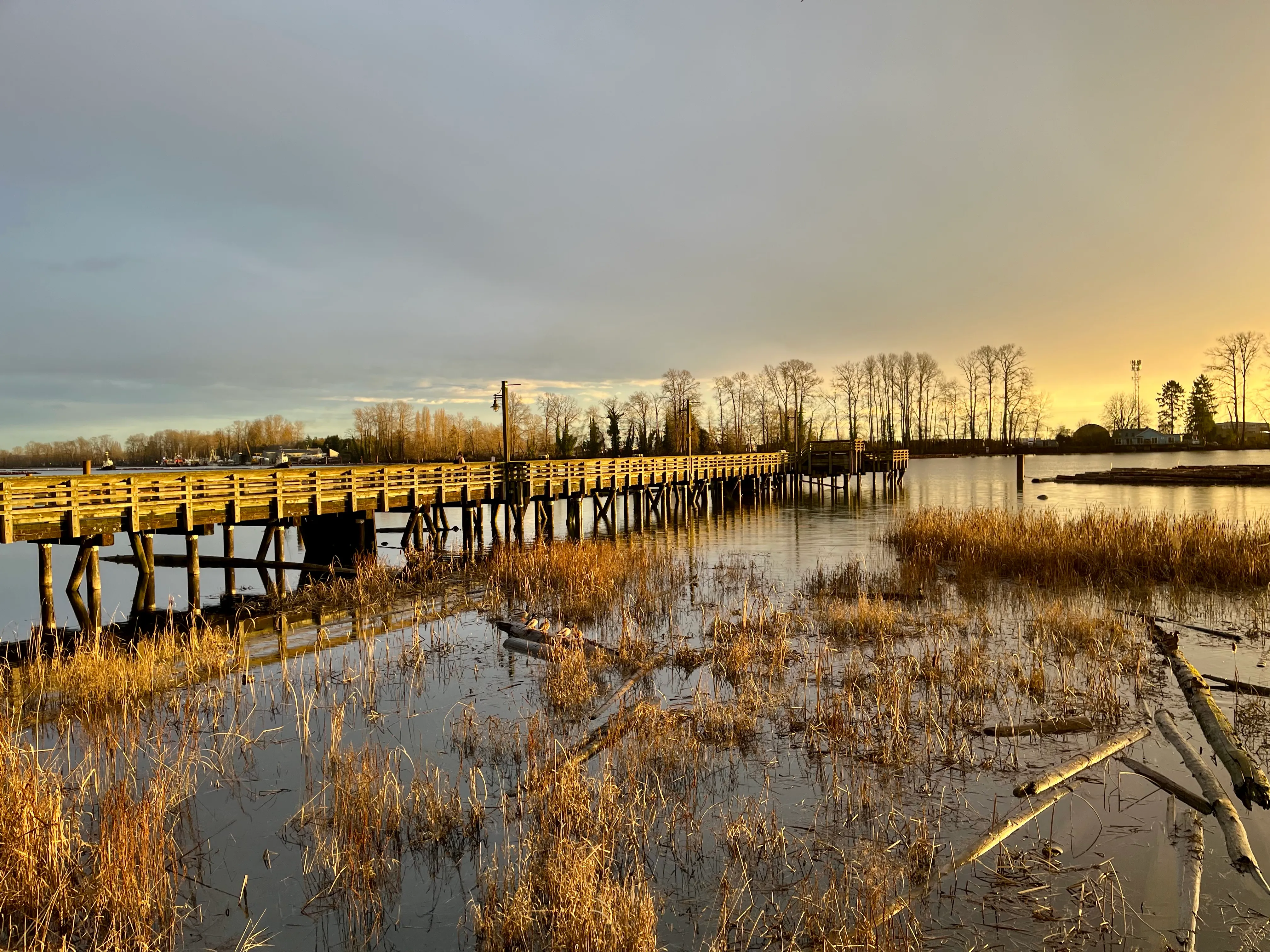 A pier on the Fraser River is bathed in the gold light of the low winter sun