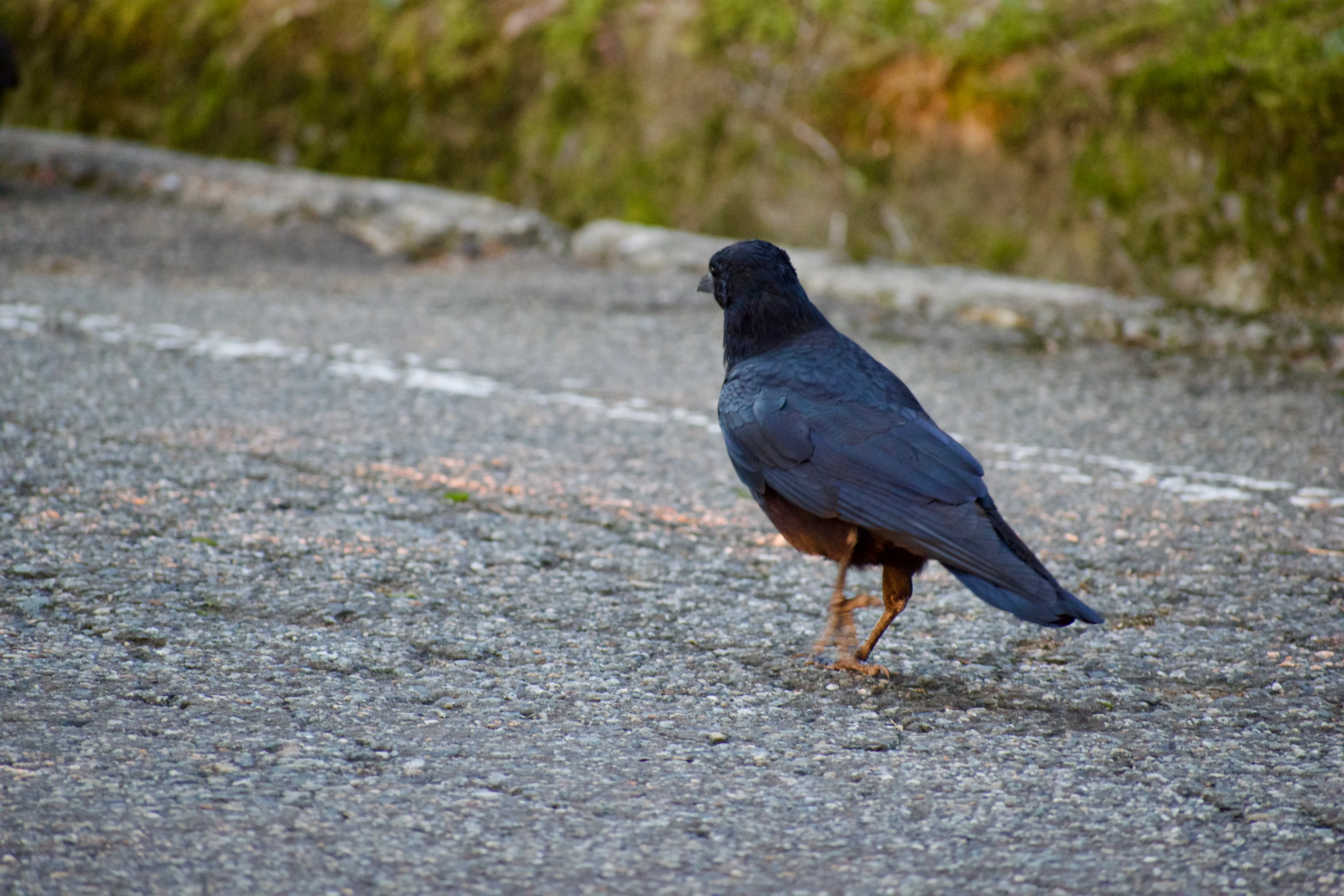 A crow walks along the side of a road at sunset