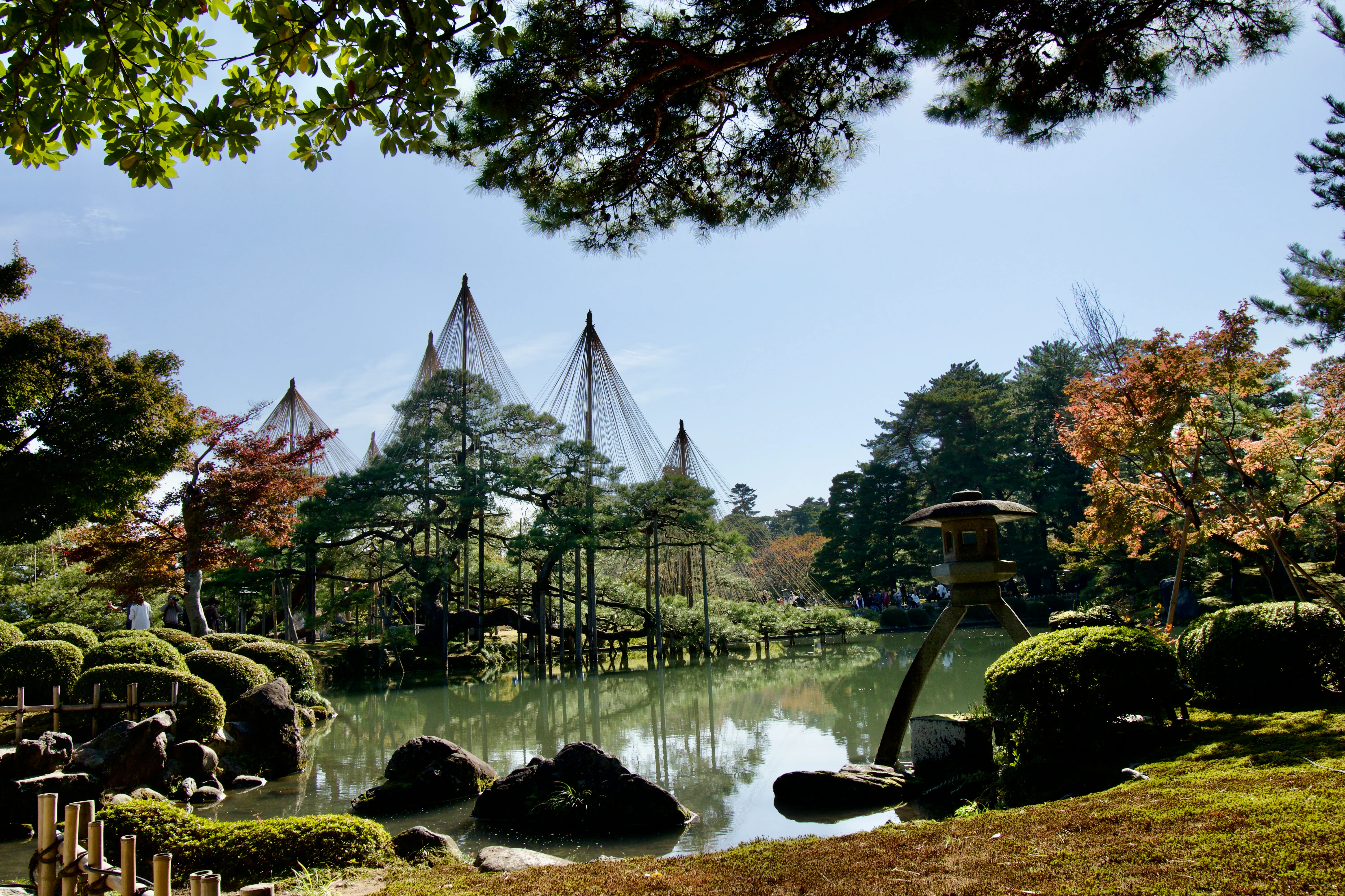 The standard tourist photograph of Kanazawa's Kenrokuen garden. A stone lantern is in front of a pond, and behind it are pine trees, each supported by ropes tied to a tall pole.