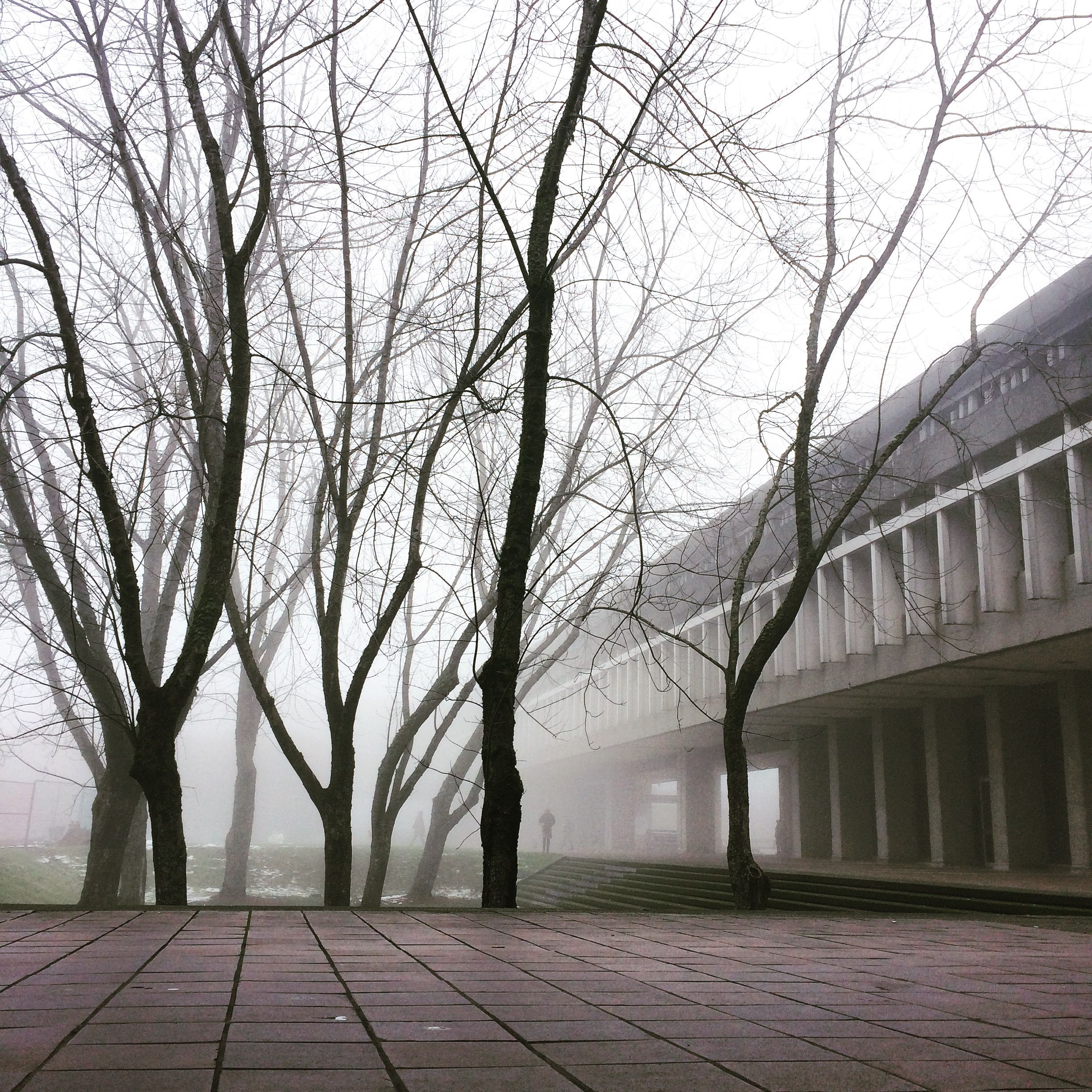 Tall, leafless trees are partially obscured by fog, in a square bounded by a Brutalist concrete building.