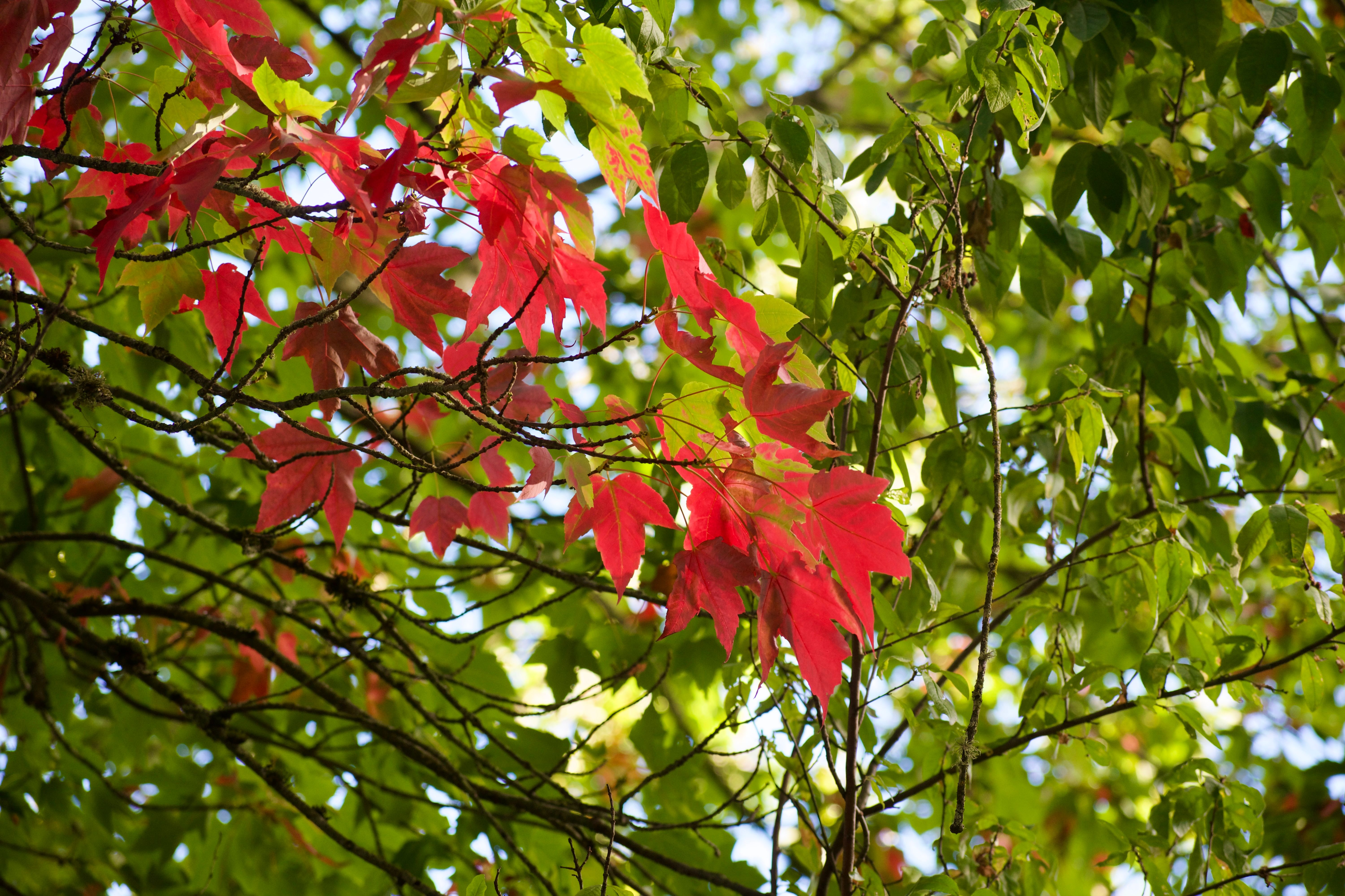 Red maple leaves glow against a blue sky