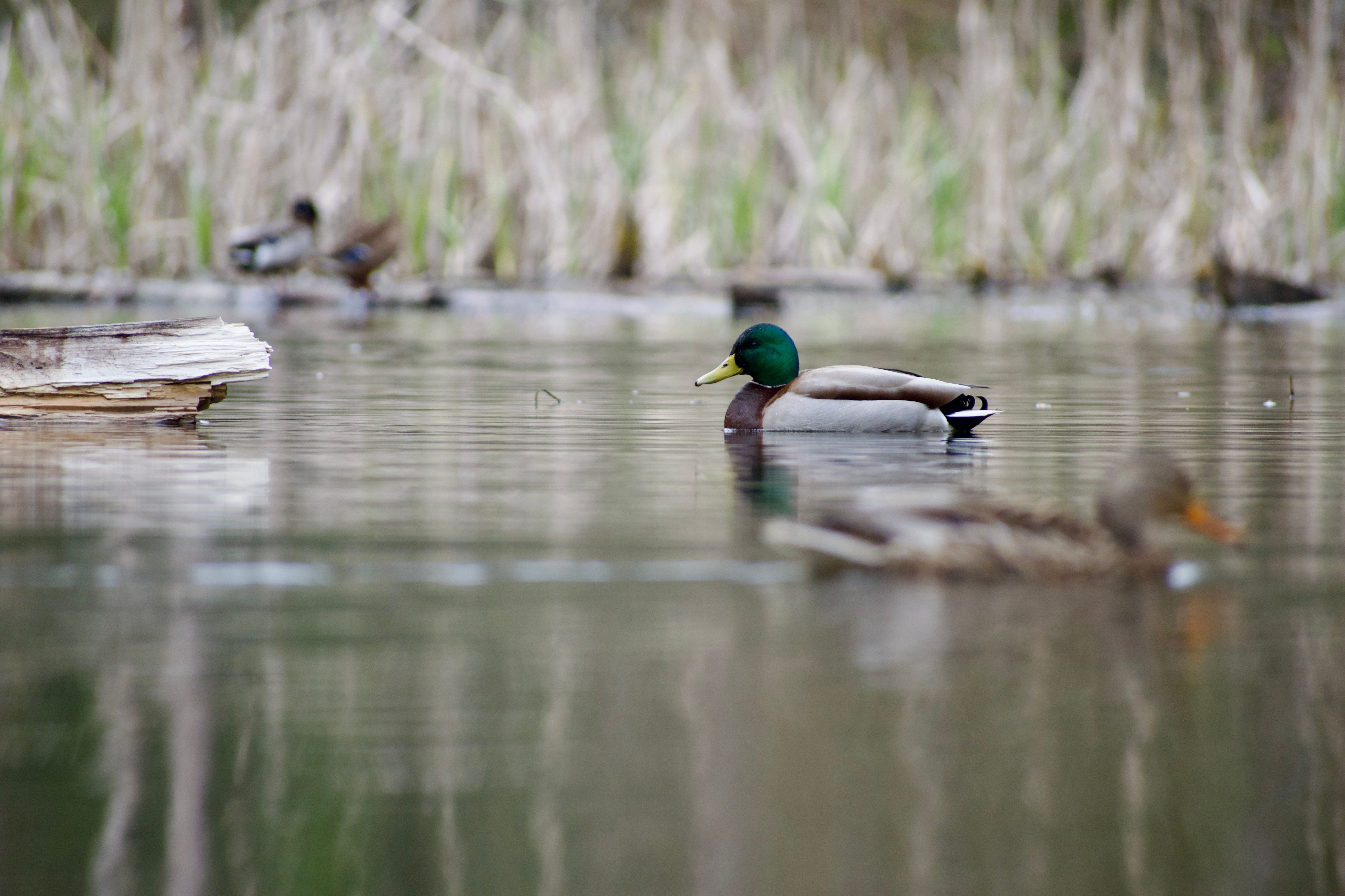A mallard swims across a pond