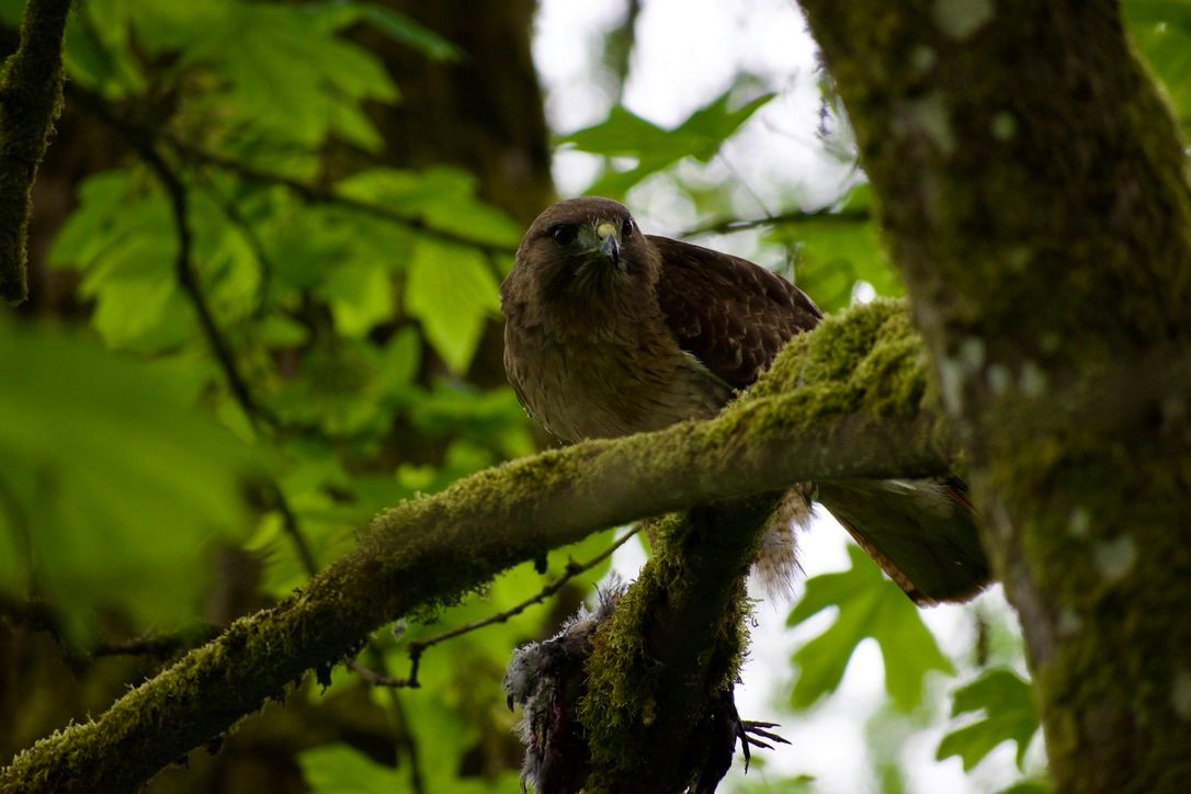 A hawk keeps watch from a tree branch in between bites of its prey.