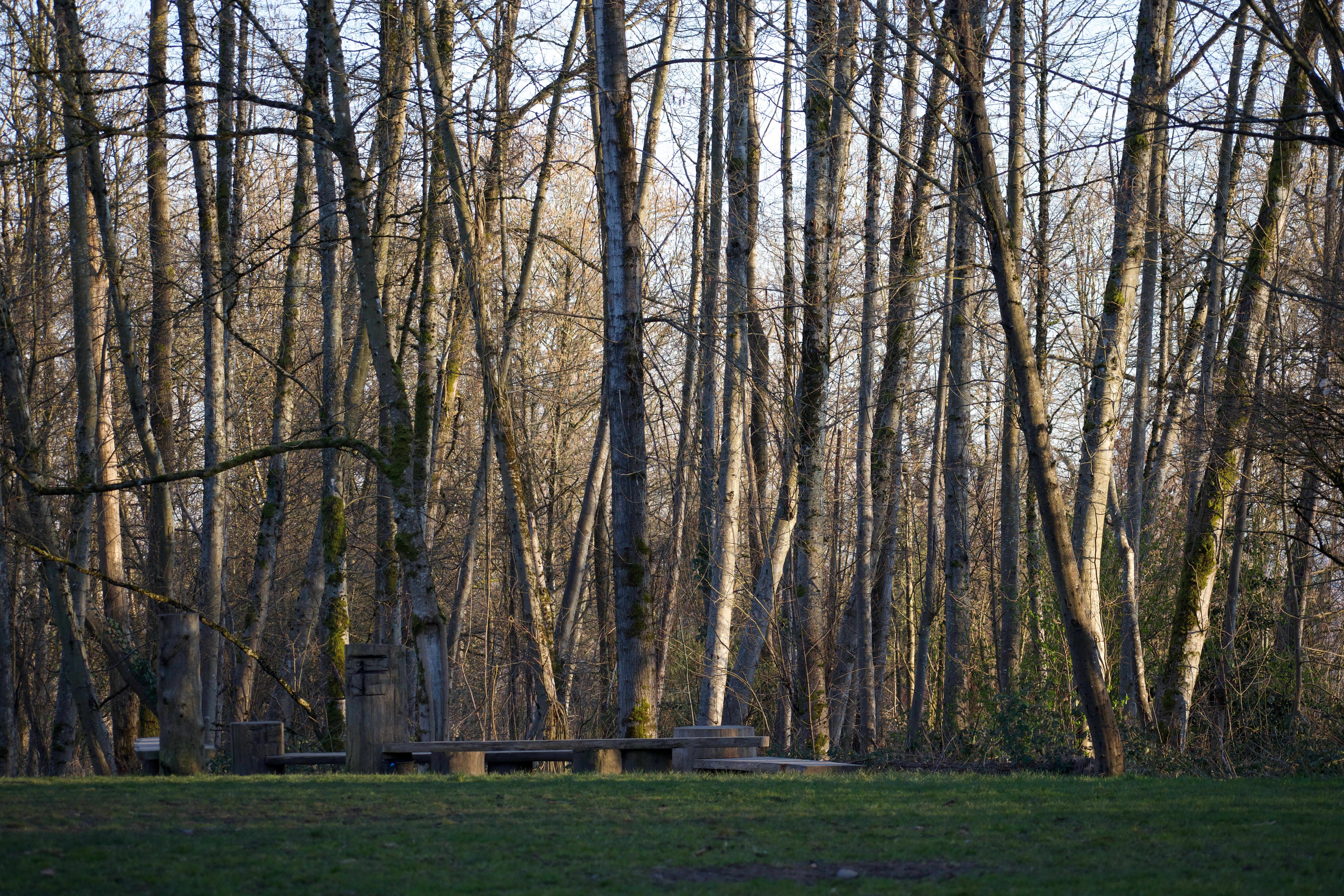 Bare trees frame a park bench