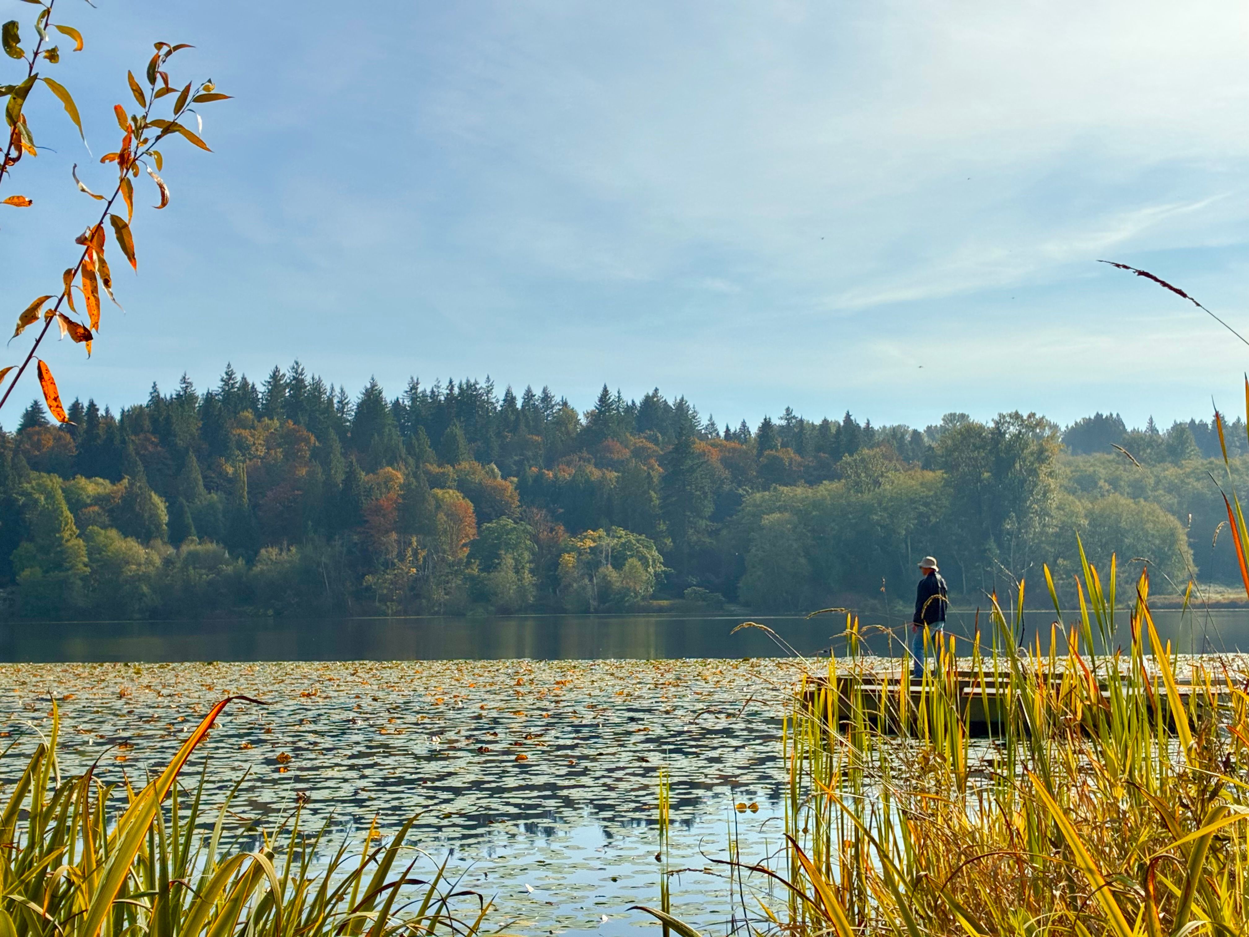 A fisherman stands at the edge of a reed-lined pond