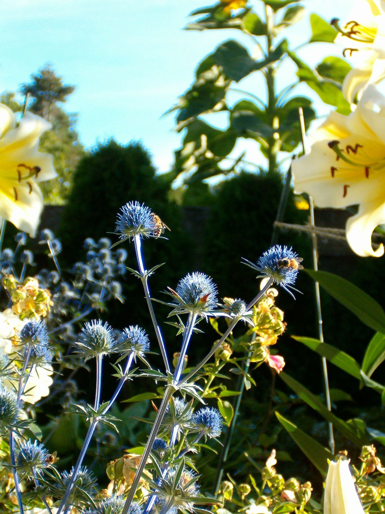 Bees climb on spiky blue flowers framed by yellow flowers