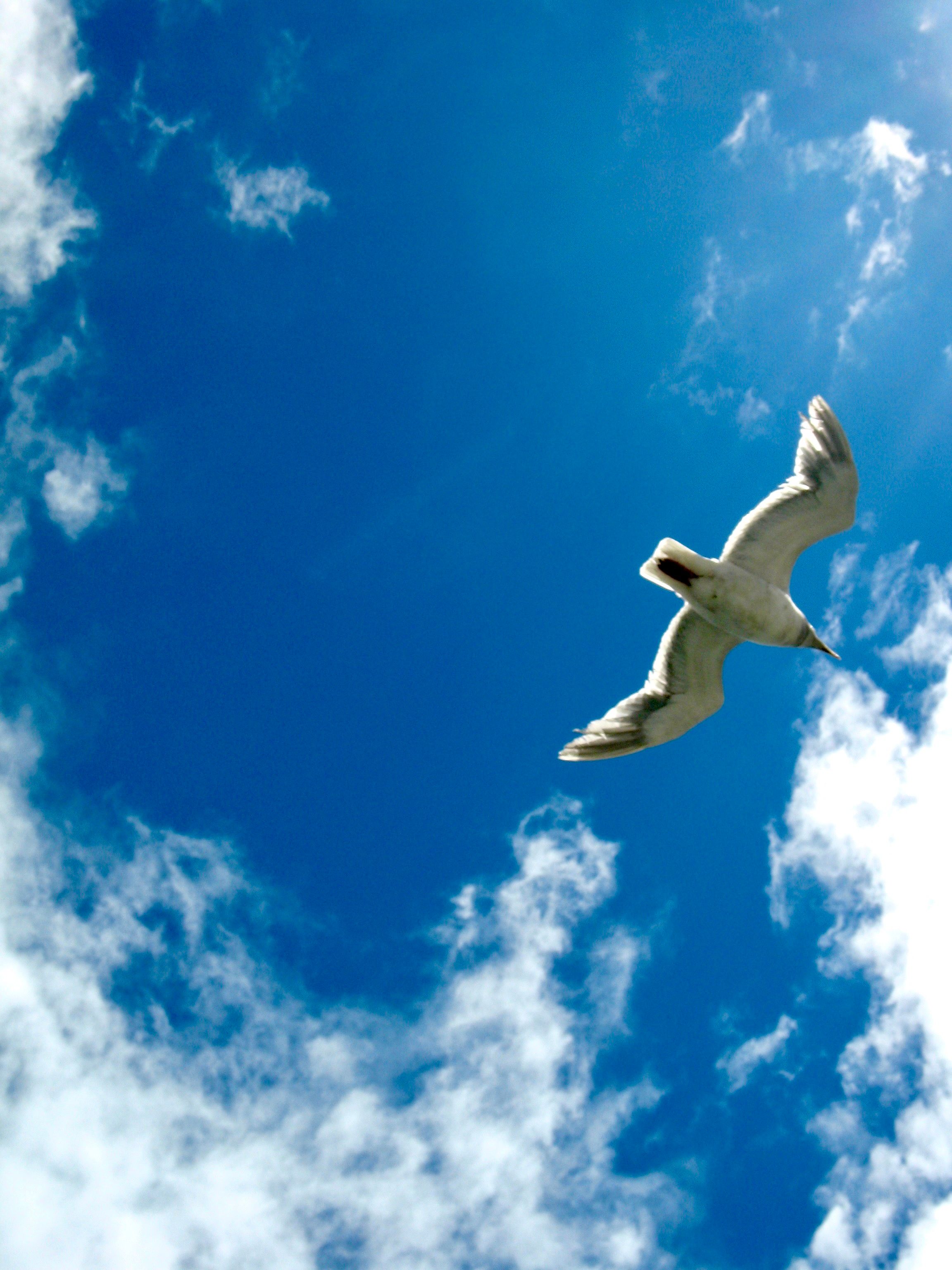 A seagull flies overhead. The sky is a deep azure blue and framed with wispy clouds.