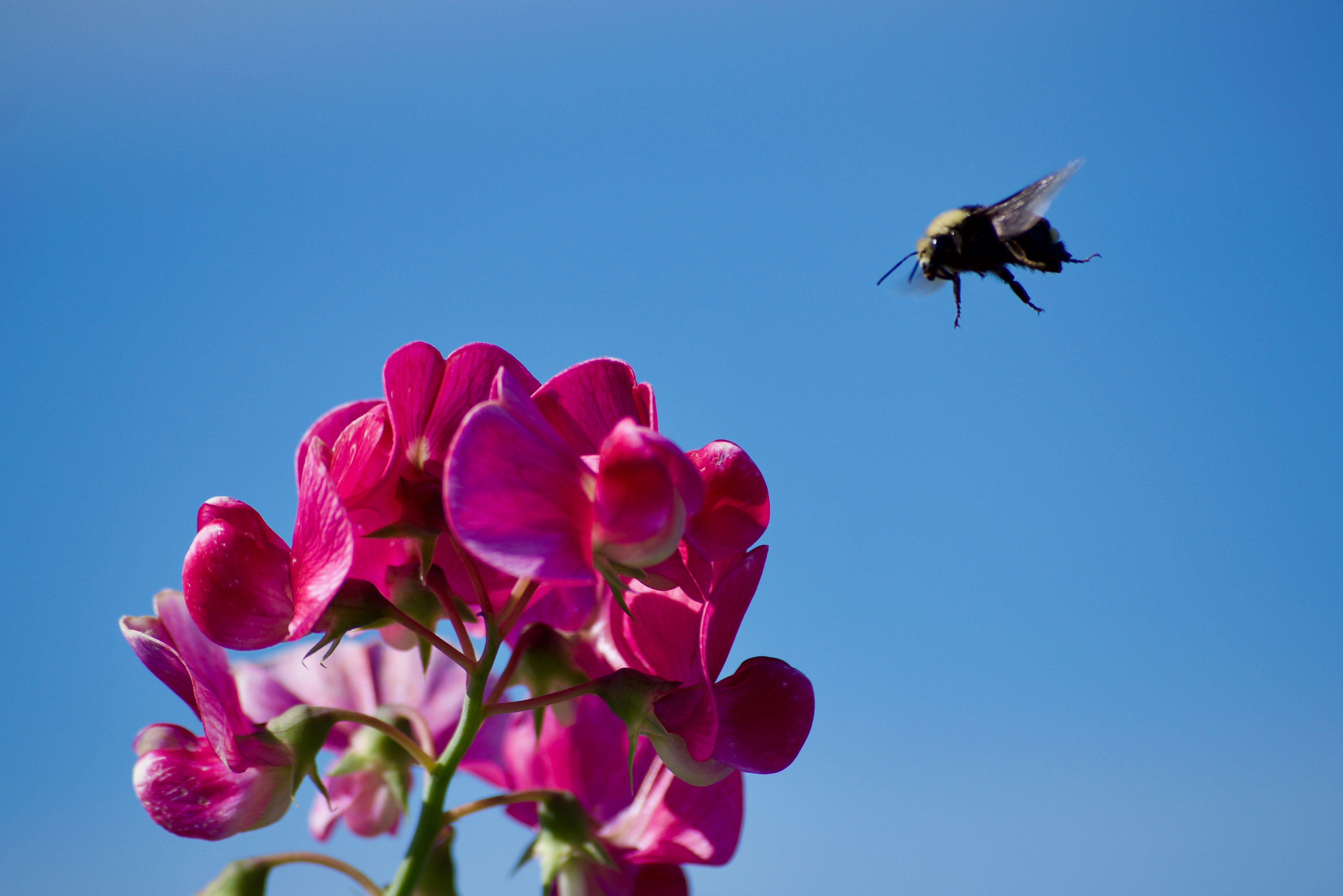 A bee flies towards a cluster of pink flowers against a bright blue sky.