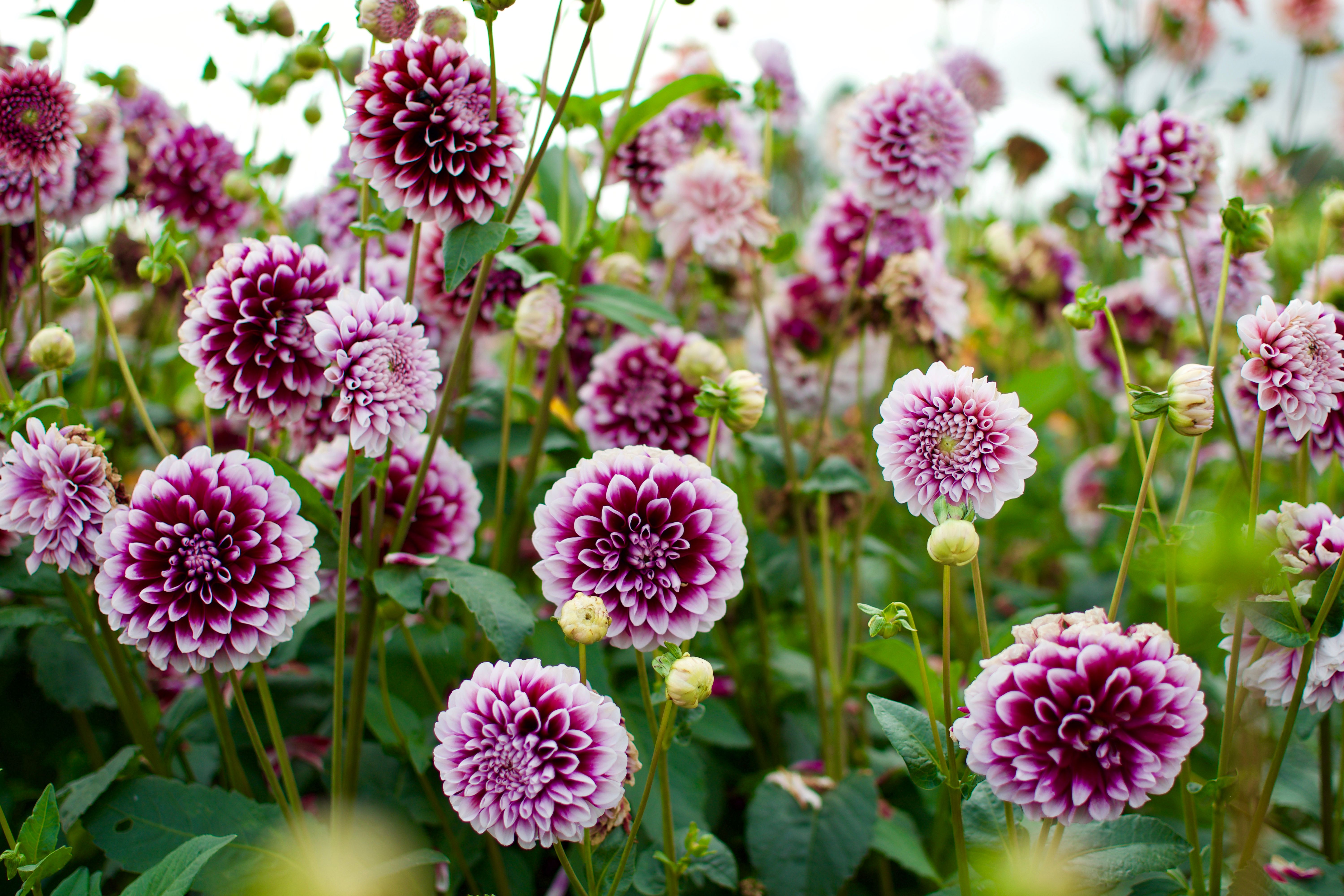 Purple and white pompom flowers bloom densely in a garden.