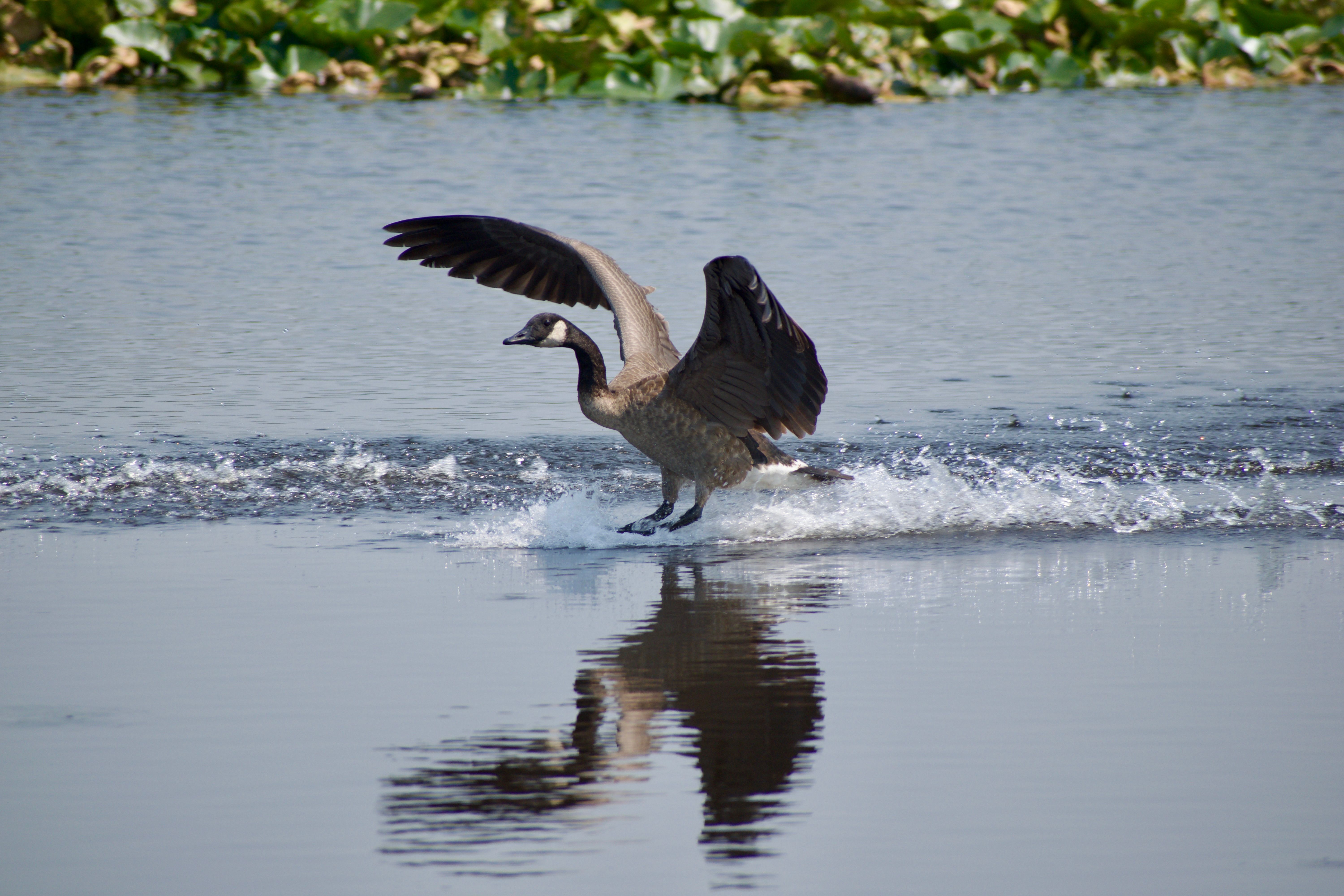 A Canada goose with outstretched wings splashes down into a pond.